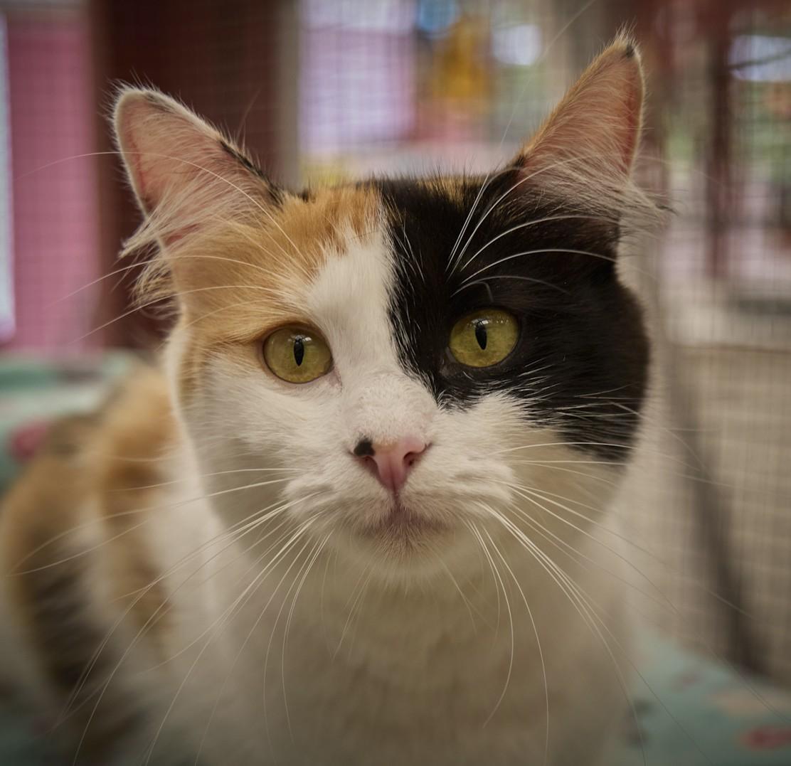 Enlarge Frannie, a Adopted Calico in Santa Barbara, CA image 2/2