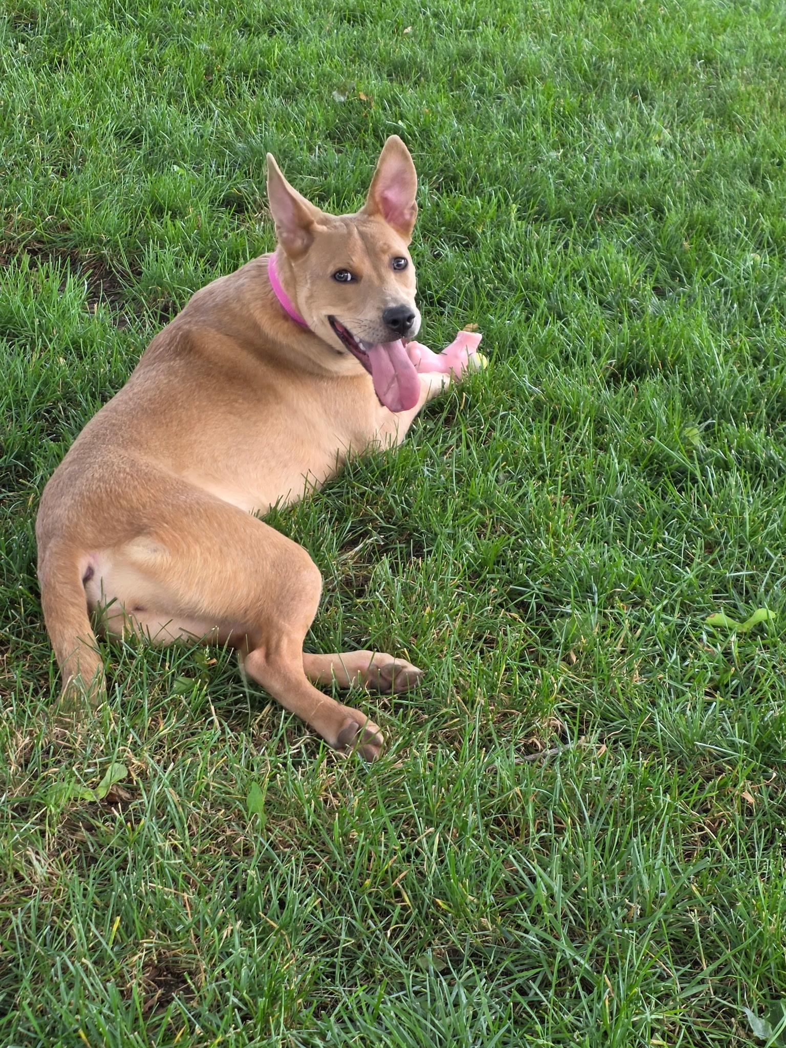 Enlarge Mystic Moon, an adoptable mixed breed in Farmington, MN image 3/4