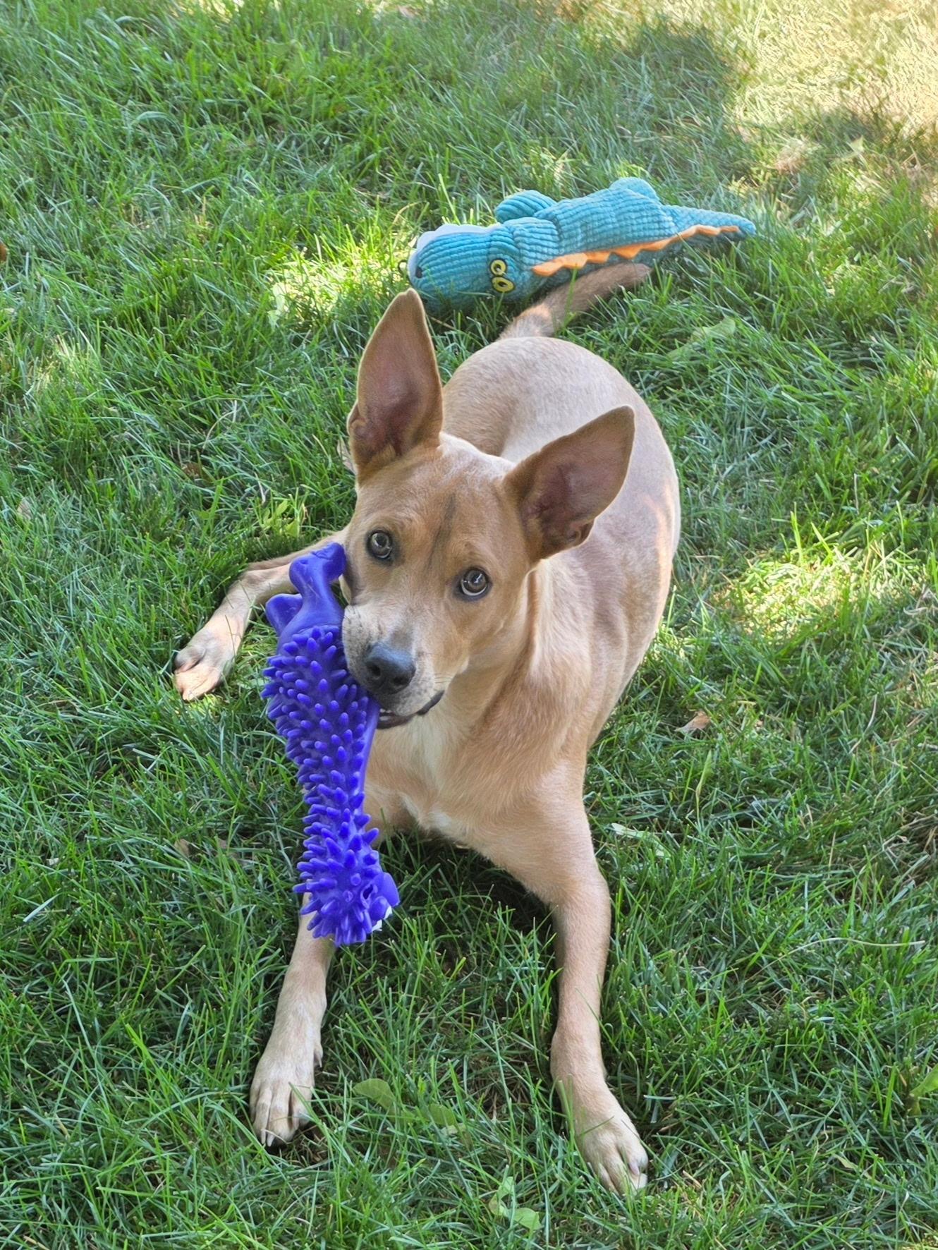 Enlarge Mystic Moon, an adoptable mixed breed in Farmington, MN image 2/4