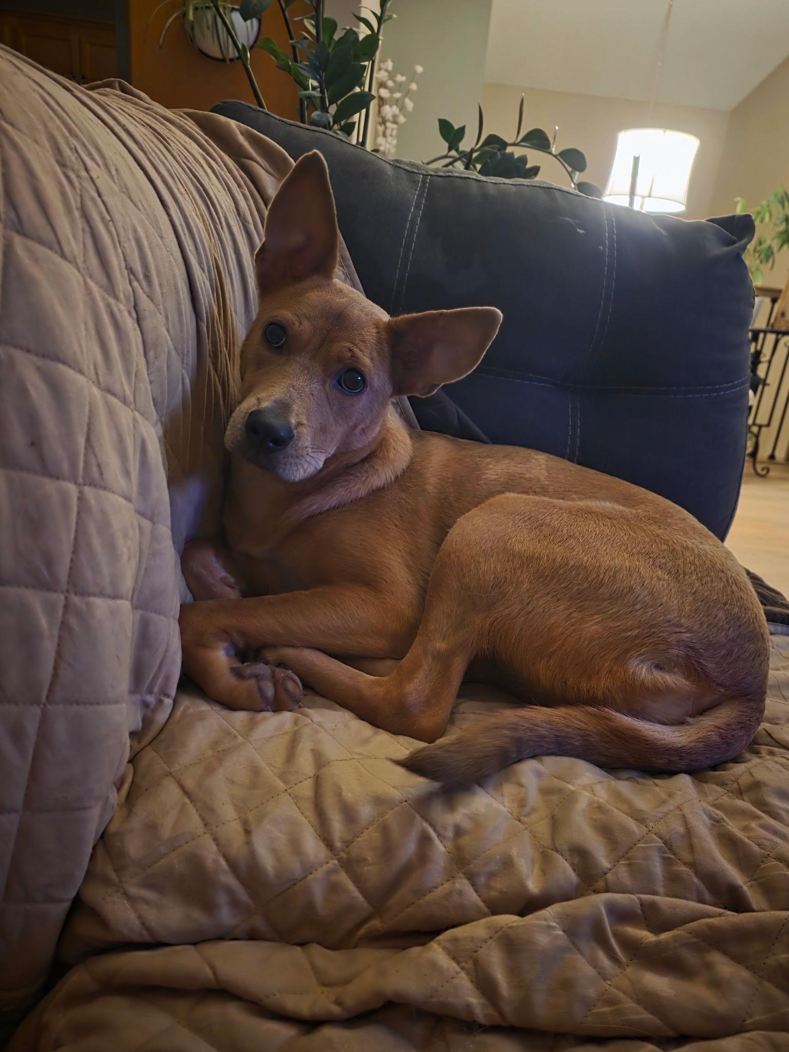 Enlarge Mystic Moon, an adoptable mixed breed in Farmington, MN image 4/4