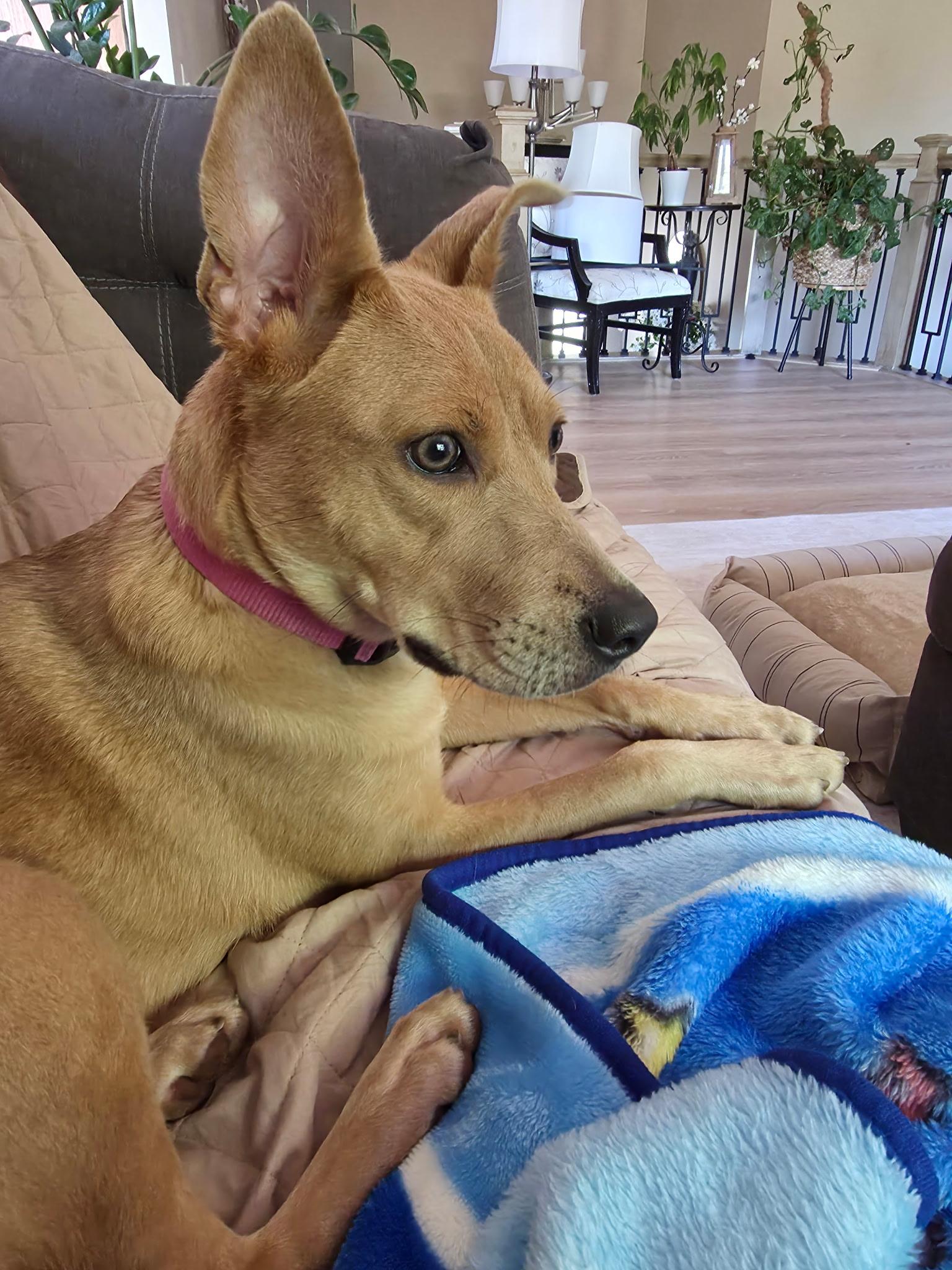 Mystic Moon, adoptable, Young Female Terrier.