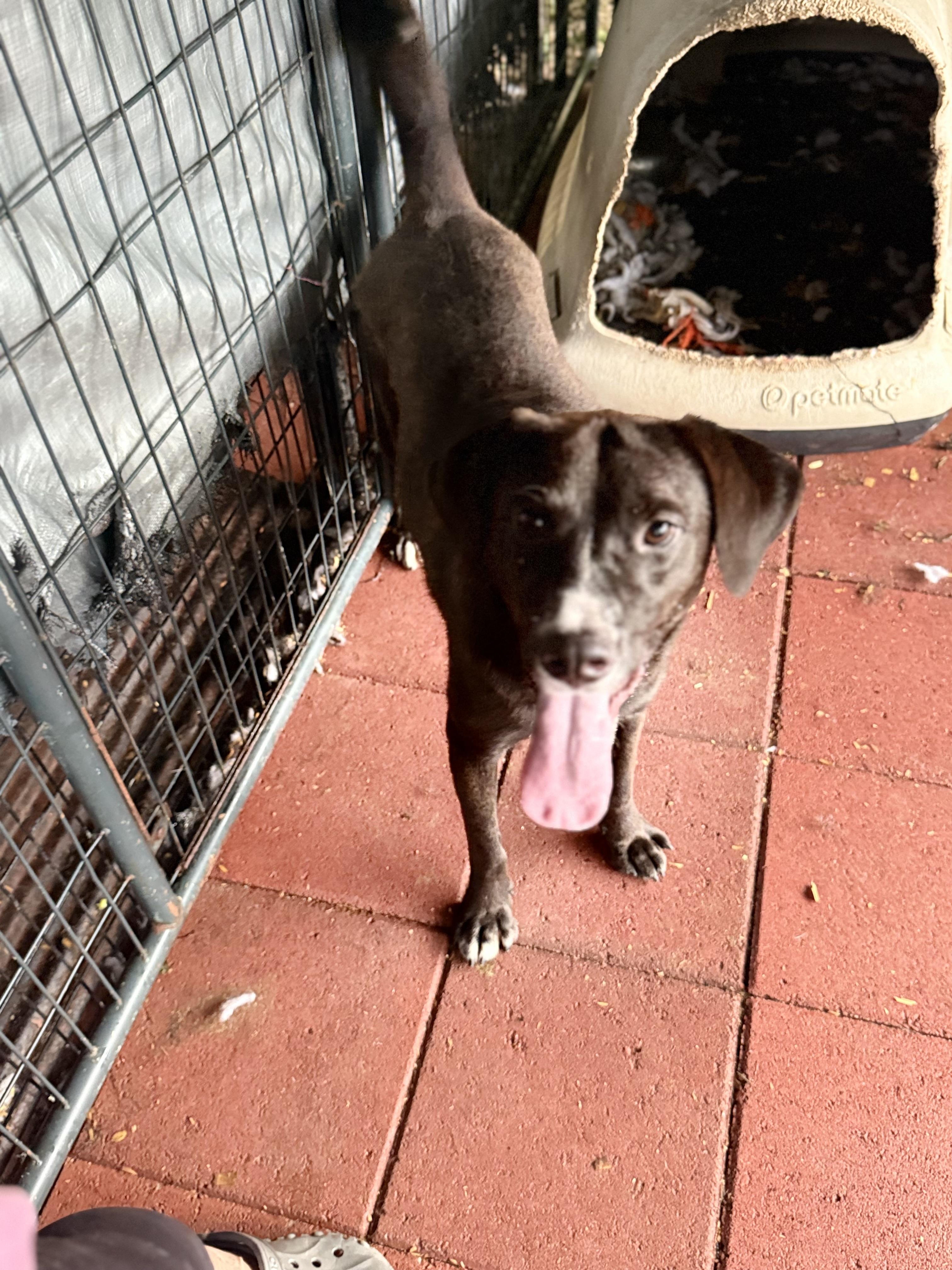 Sammy, Adoptable, Young Male Black Labrador Retriever.