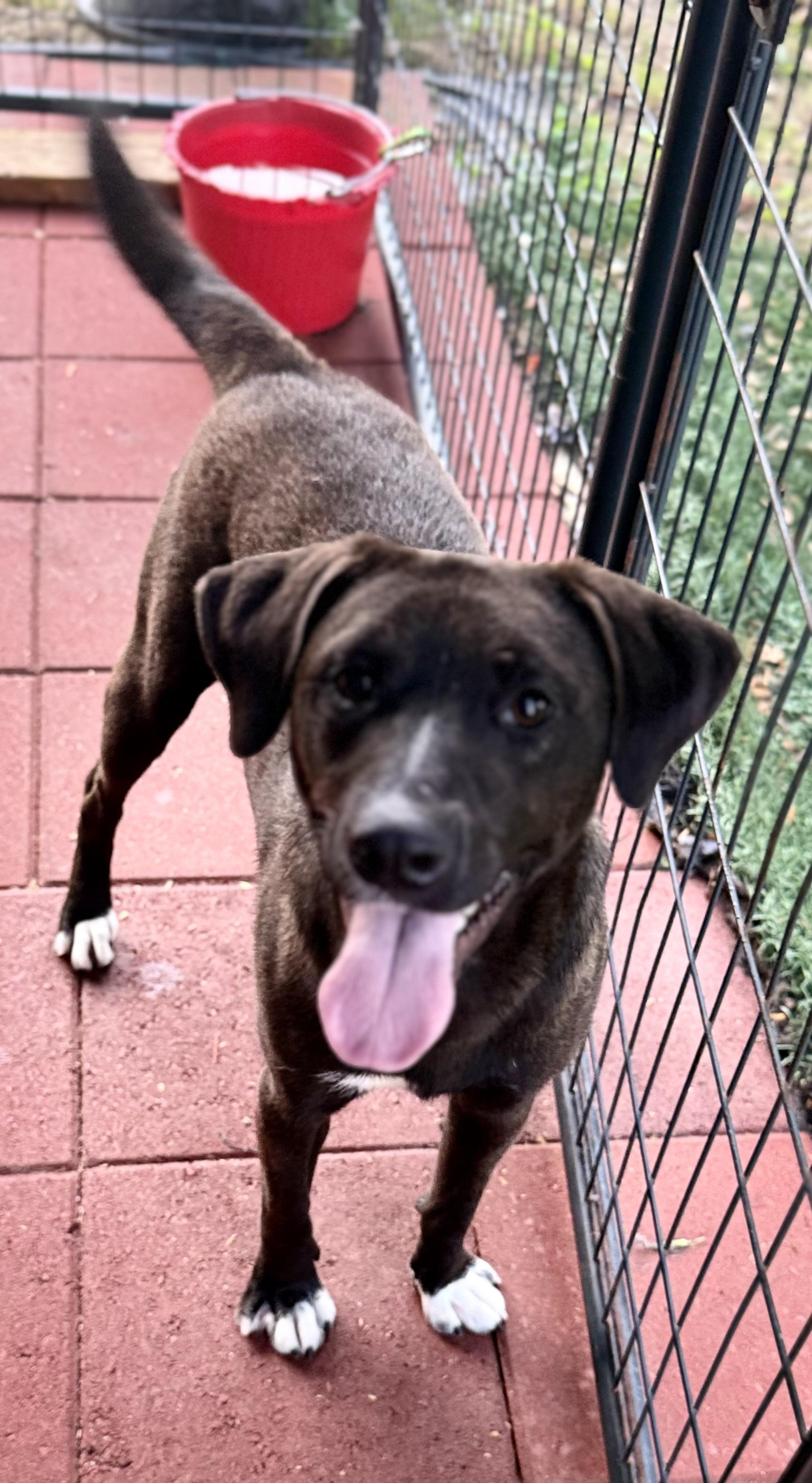Enlarge Sammy, a Adoptable Black Labrador Retriever in Millburn , NJ image 2/2
