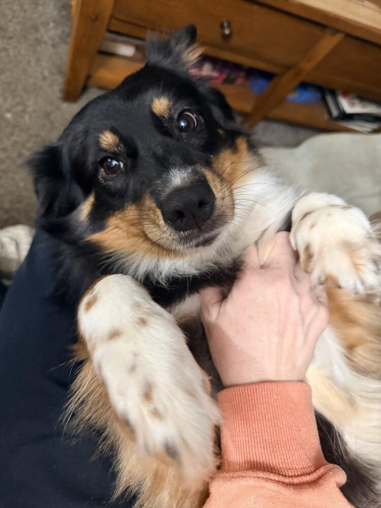 Enlarge 1004 Jasmine, a Adoptable Australian Shepherd in Huntsville, MO image 1/5