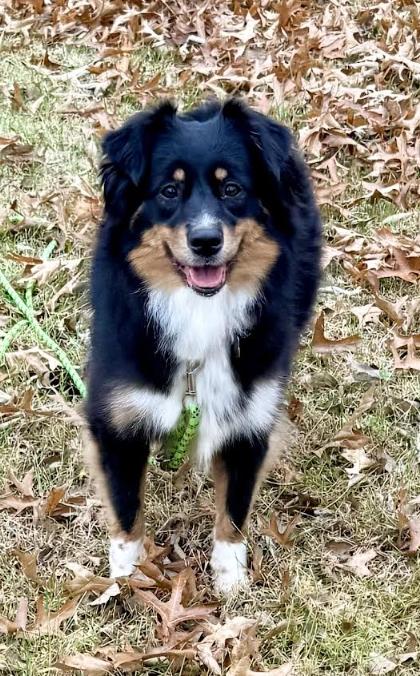 Enlarge 1004 Jasmine, a Adoptable Australian Shepherd in Huntsville, MO image 2/5