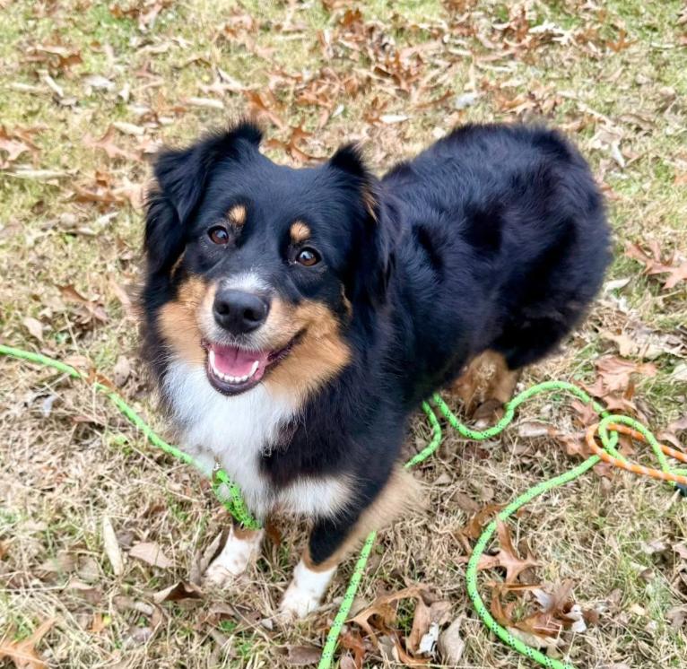 Enlarge 1004 Jasmine, a Adoptable Australian Shepherd in Huntsville, MO image 3/5