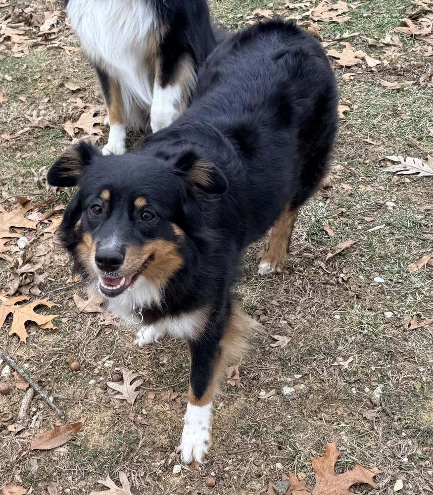Enlarge 1004 Jasmine, a Adoptable Australian Shepherd in Huntsville, MO image 4/5