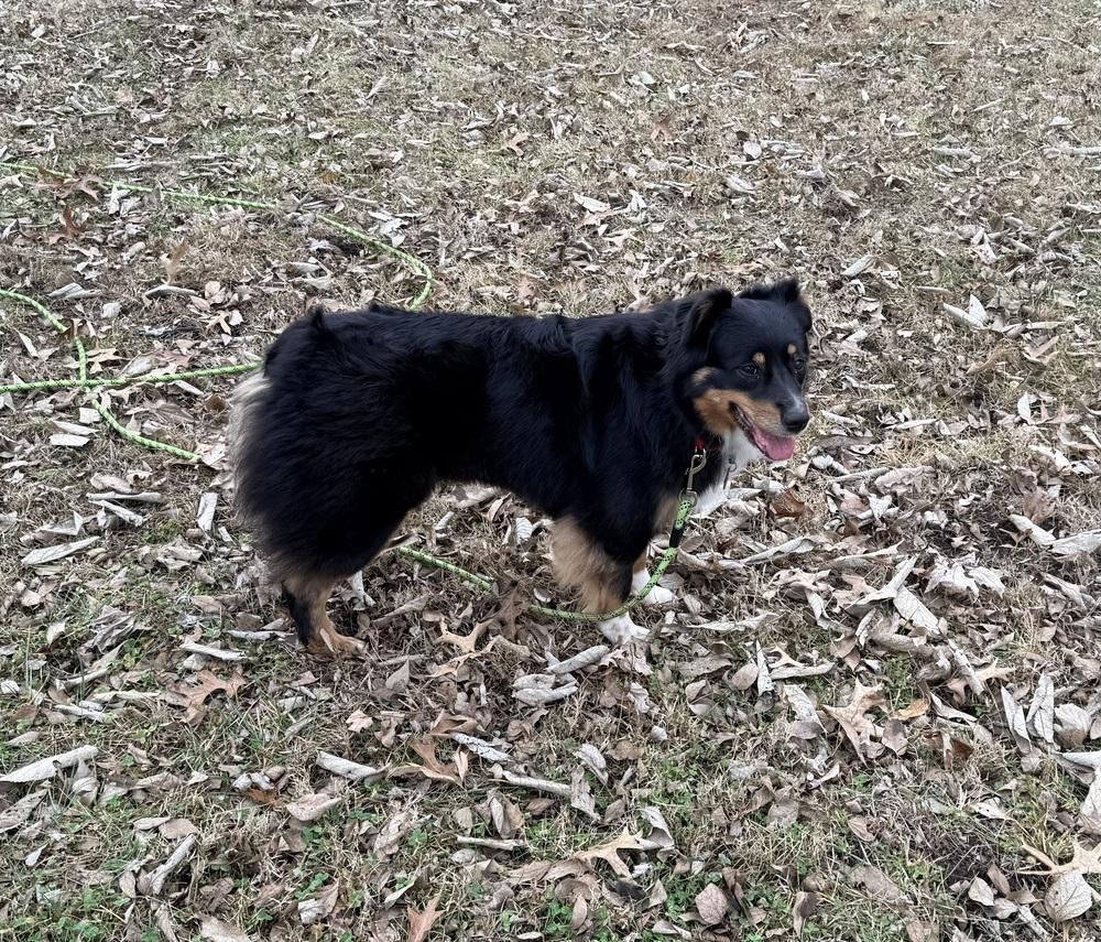 Enlarge 1004 Jasmine, a Adoptable Australian Shepherd in Huntsville, MO image 5/6