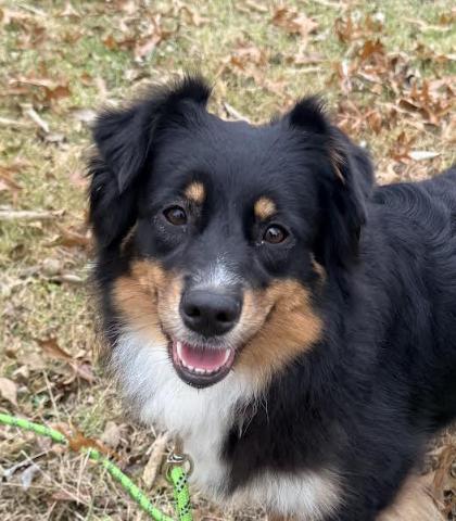 Enlarge 1004 Jasmine, a Adoptable Australian Shepherd in Huntsville, MO image 5/5