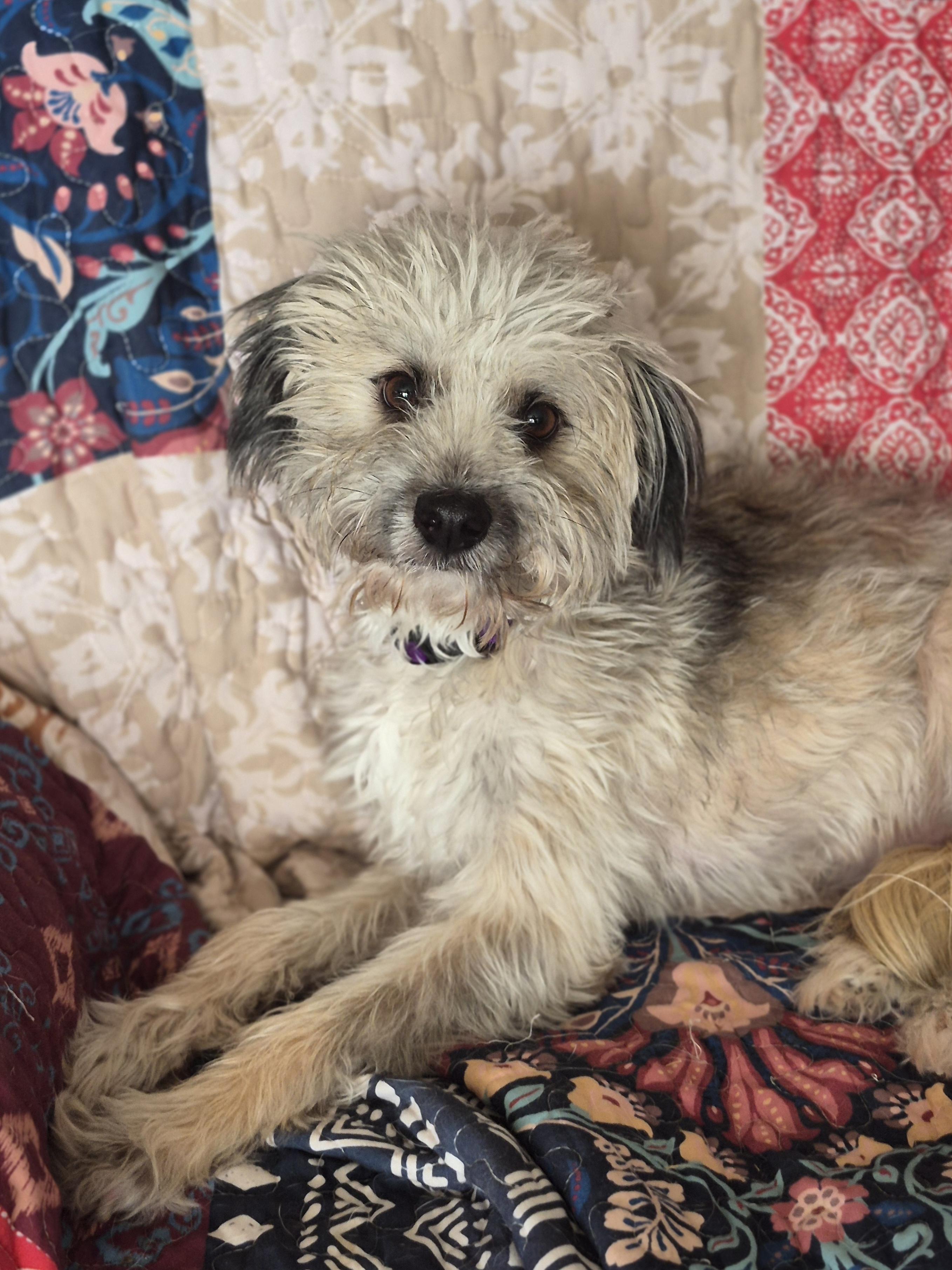 Enlarge Carter, a Adoptable mixed breed in Providence, RI image 4/5