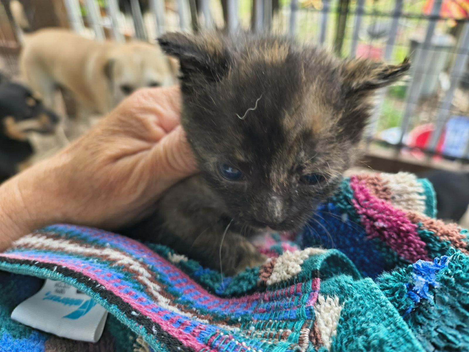 Precious, Adoptable, Kitten Female Tortoiseshell.