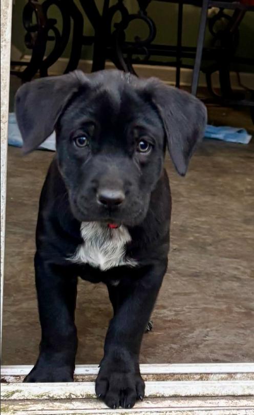 Enlarge Peppermint, an adopted mixed breed in Eutawville, SC image 1/6