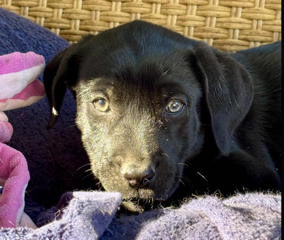 Enlarge Peppermint, an adopted mixed breed in Eutawville, SC image 2/6