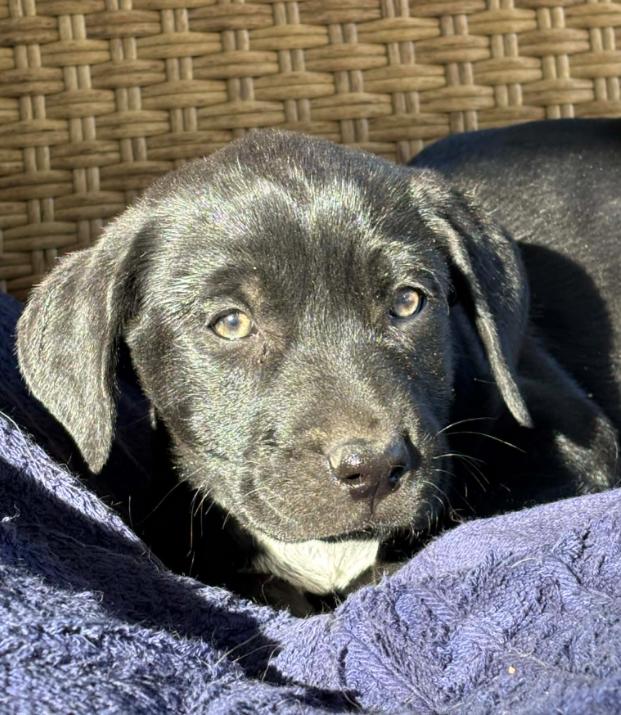 Enlarge Peppermint, an adopted mixed breed in Eutawville, SC image 3/6