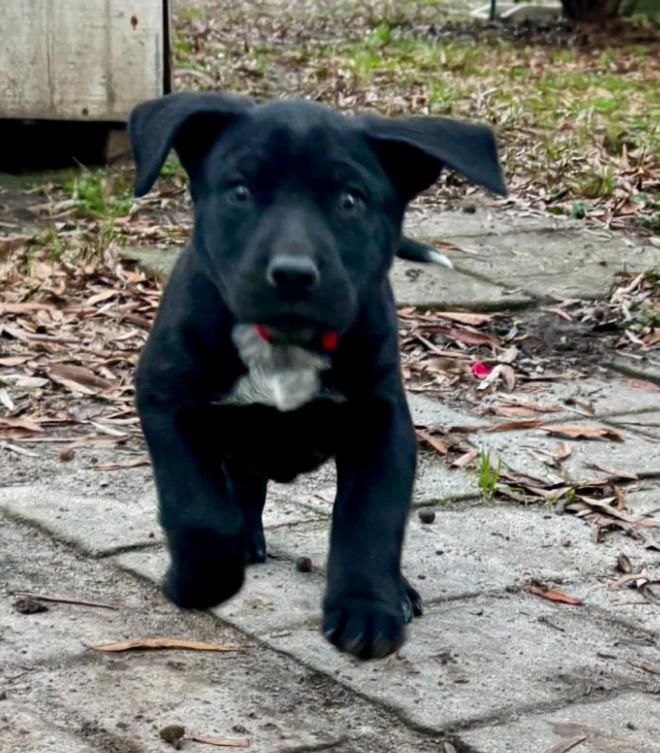 Enlarge Peppermint, an adopted mixed breed in Eutawville, SC image 4/6