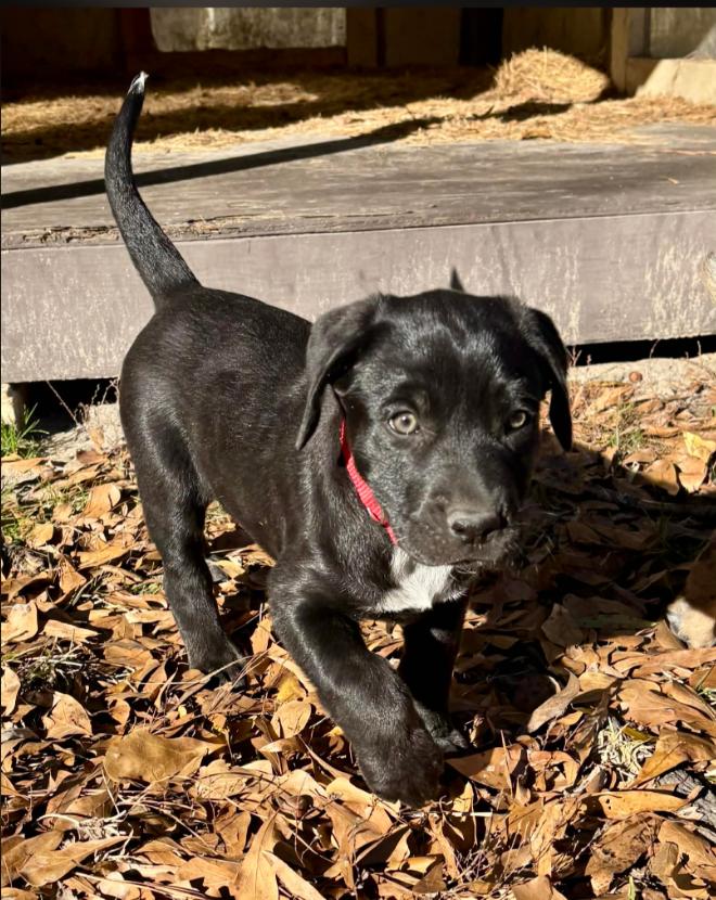 Enlarge Peppermint, an adopted mixed breed in Eutawville, SC image 5/6