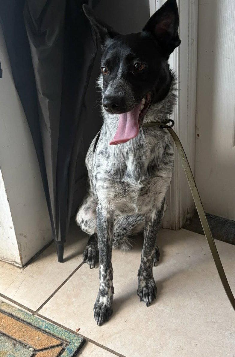 Enlarge JoJo, a Adopted Australian Cattle Dog / Blue Heeler in Pompano Beach, FL image 1/1