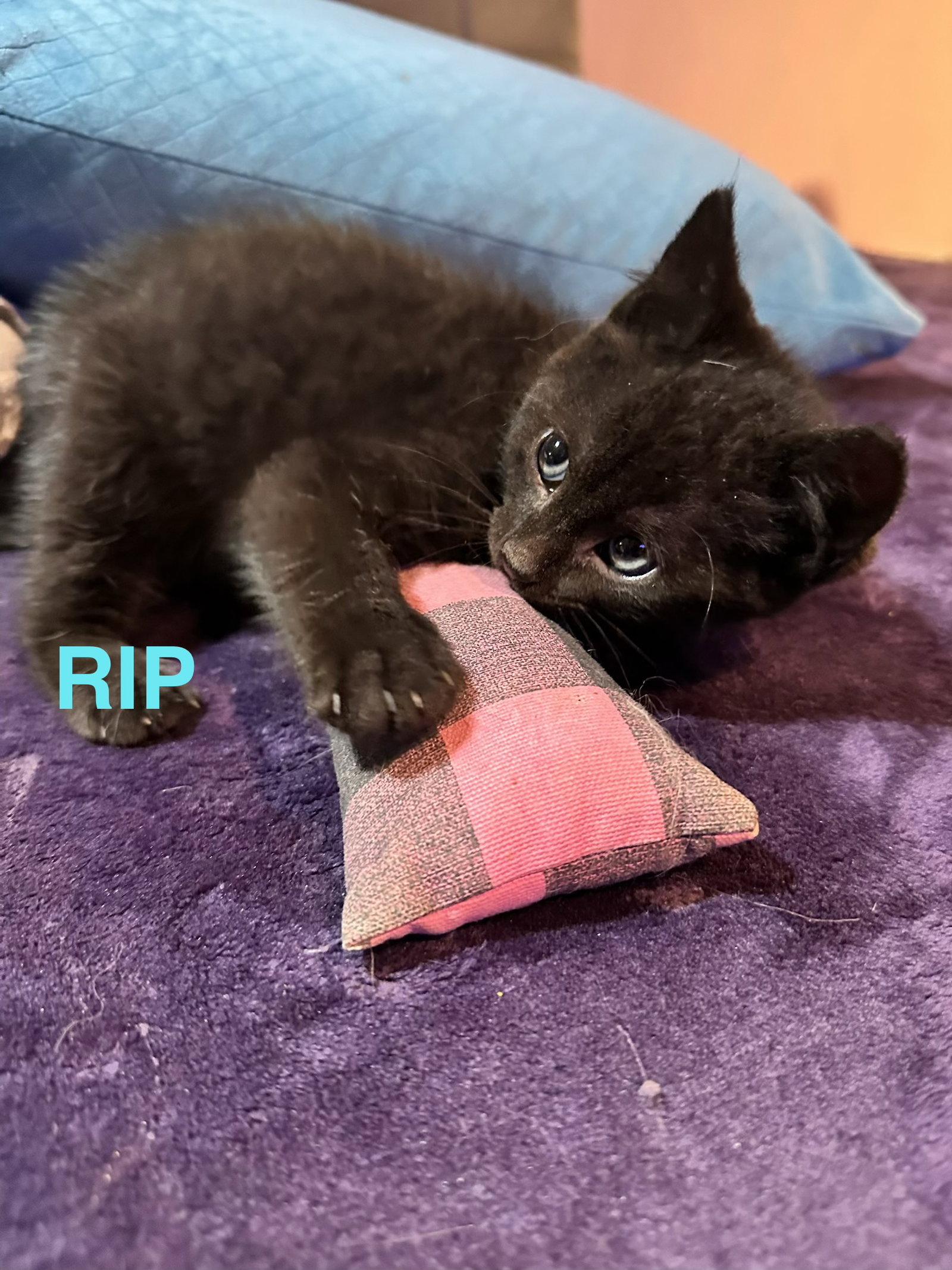 RIPP, Adopted, Kitten Male Domestic Short Hair.