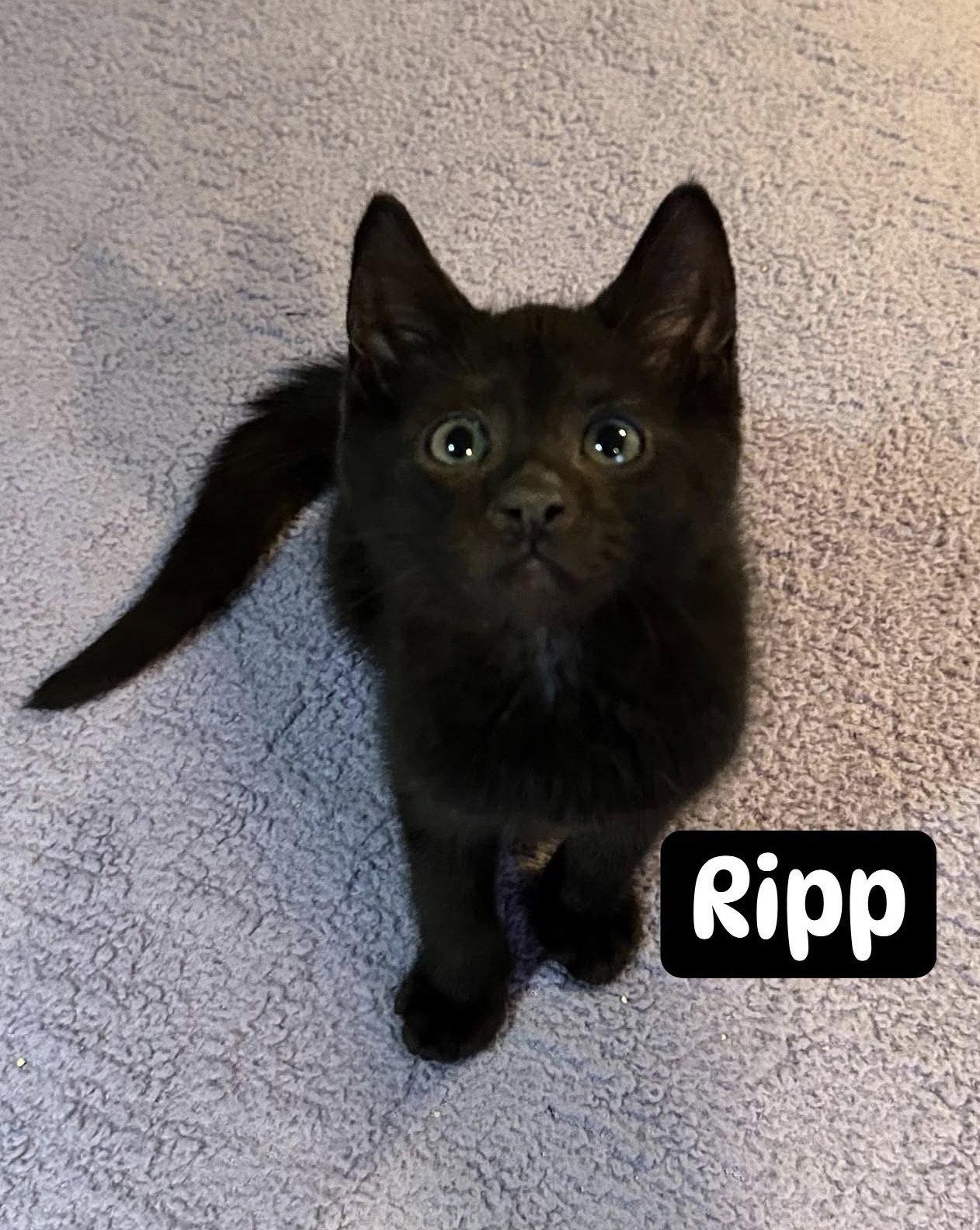 Enlarge RIPP, a Adopted Domestic Short Hair in Absecon, NJ image 2/3