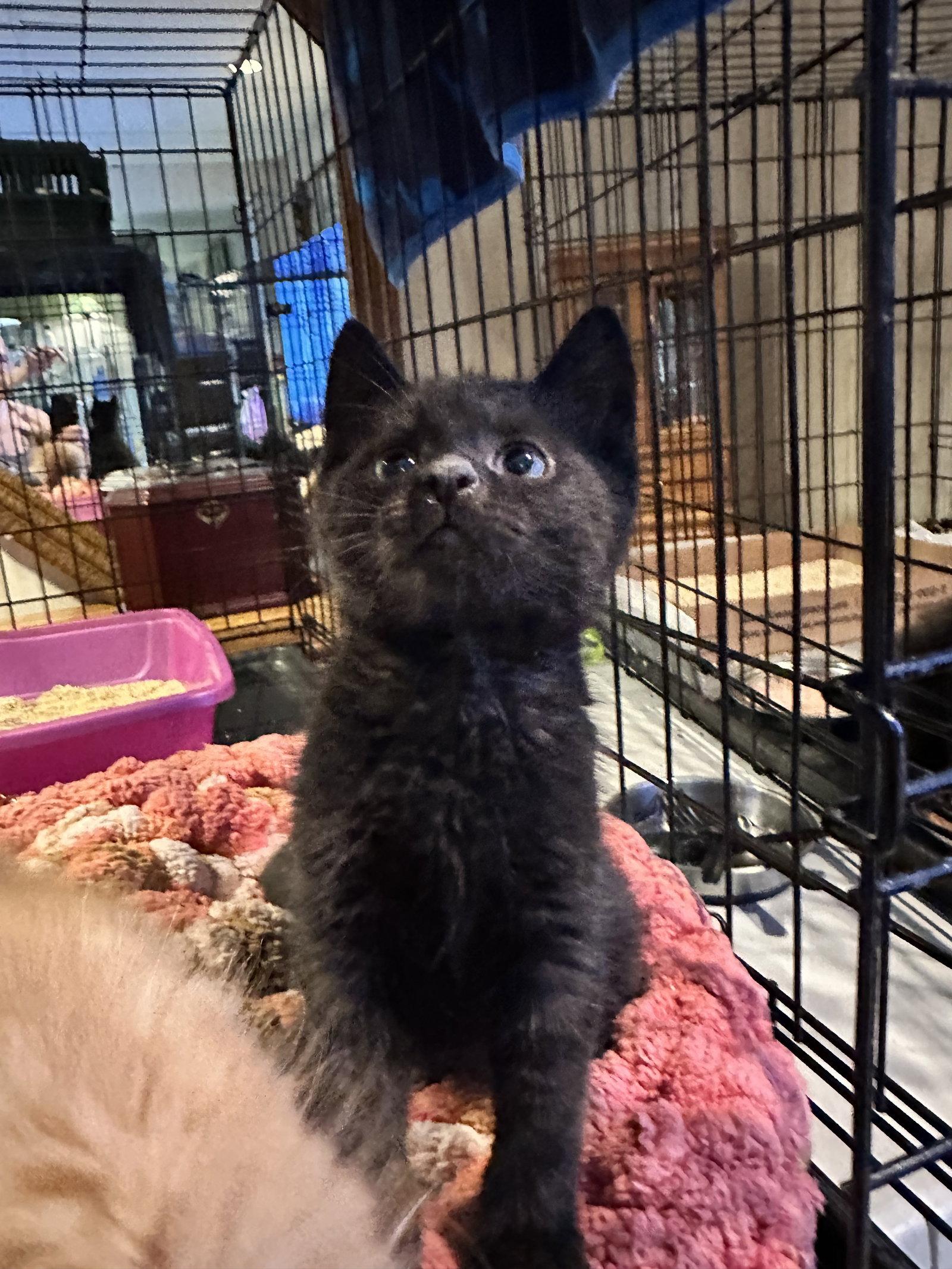 Enlarge RIPP, a Adopted Domestic Short Hair in Absecon, NJ image 3/3
