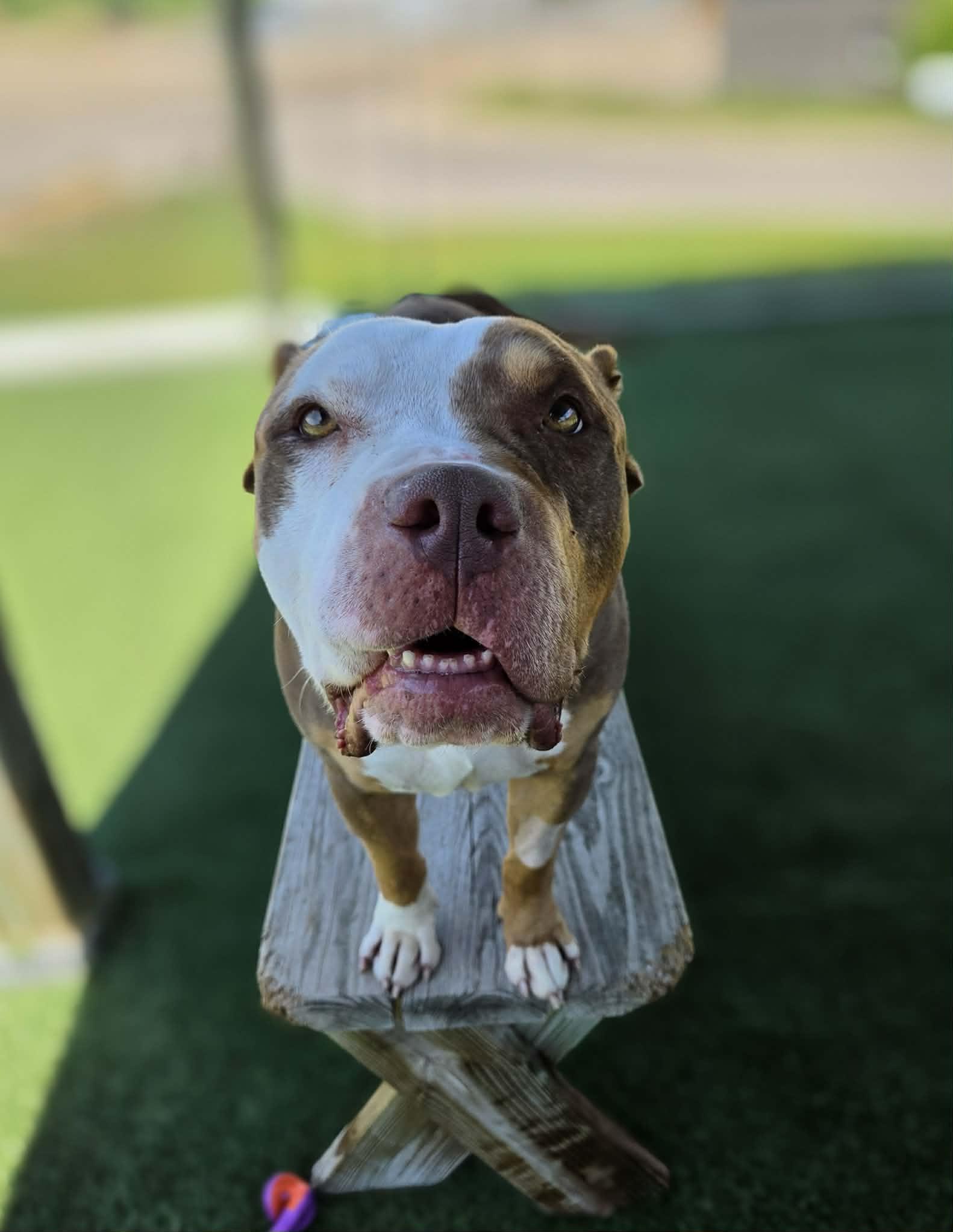 Enlarge Henry, a ADOPTABLE mixed breed in Sparta, WI image 5/5