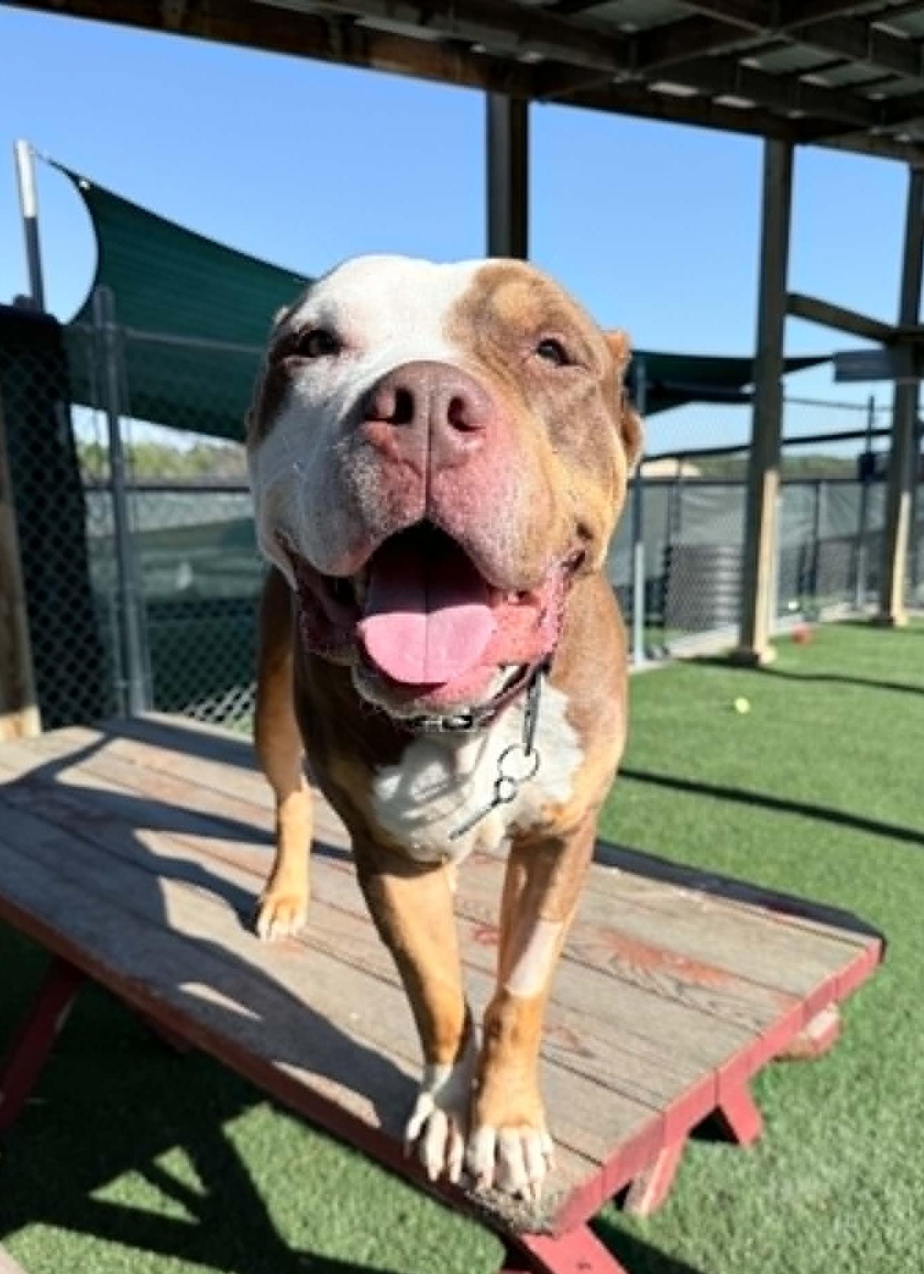 Enlarge Henry, a ADOPTABLE mixed breed in Sparta, WI image 3/5