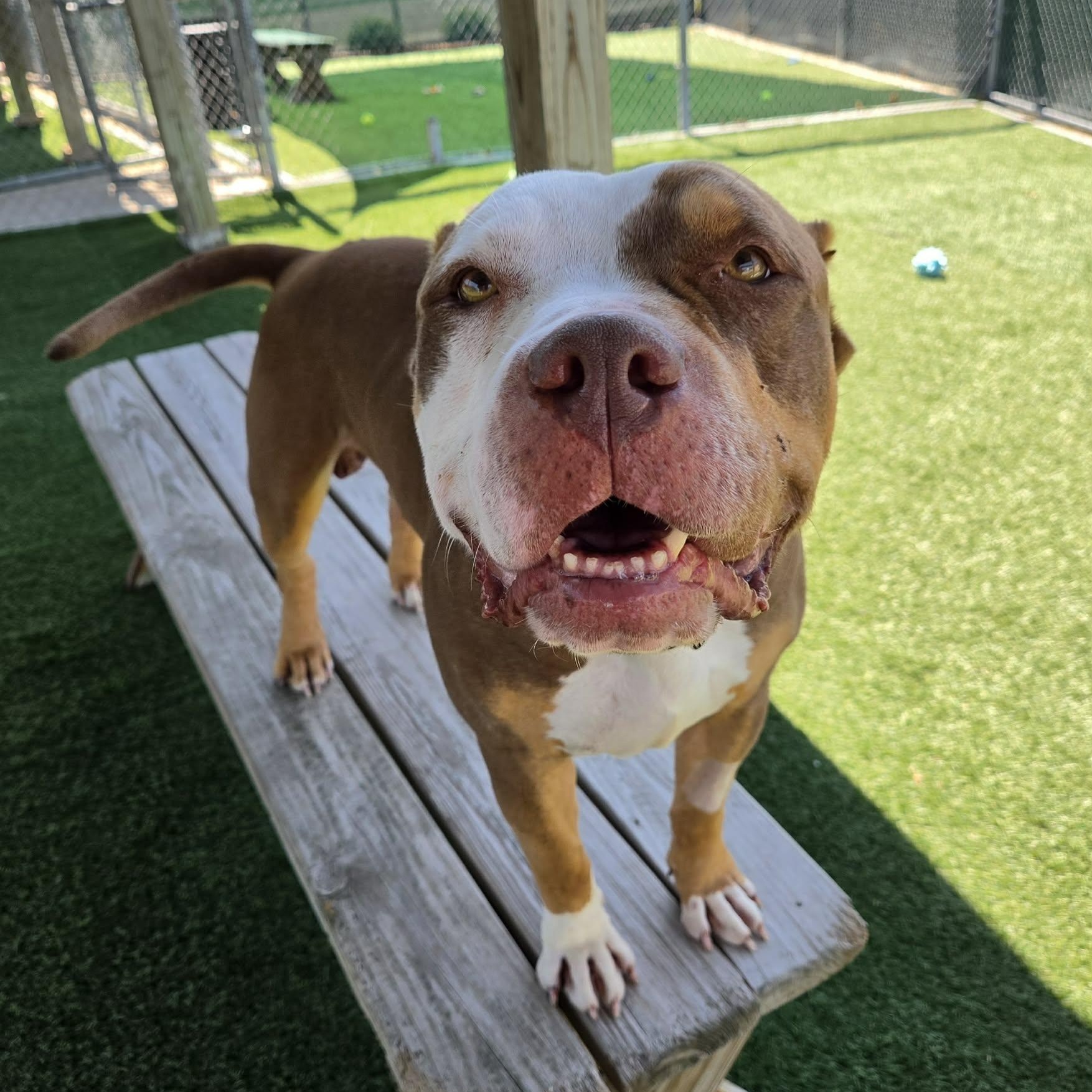 Enlarge Henry, a ADOPTABLE mixed breed in Sparta, WI image 1/5