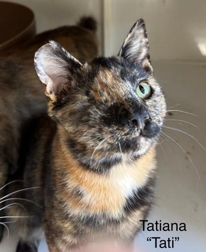 Tatiana `Tati`, Adoptable, Young Female Domestic Short Hair & Domestic Short Hair.