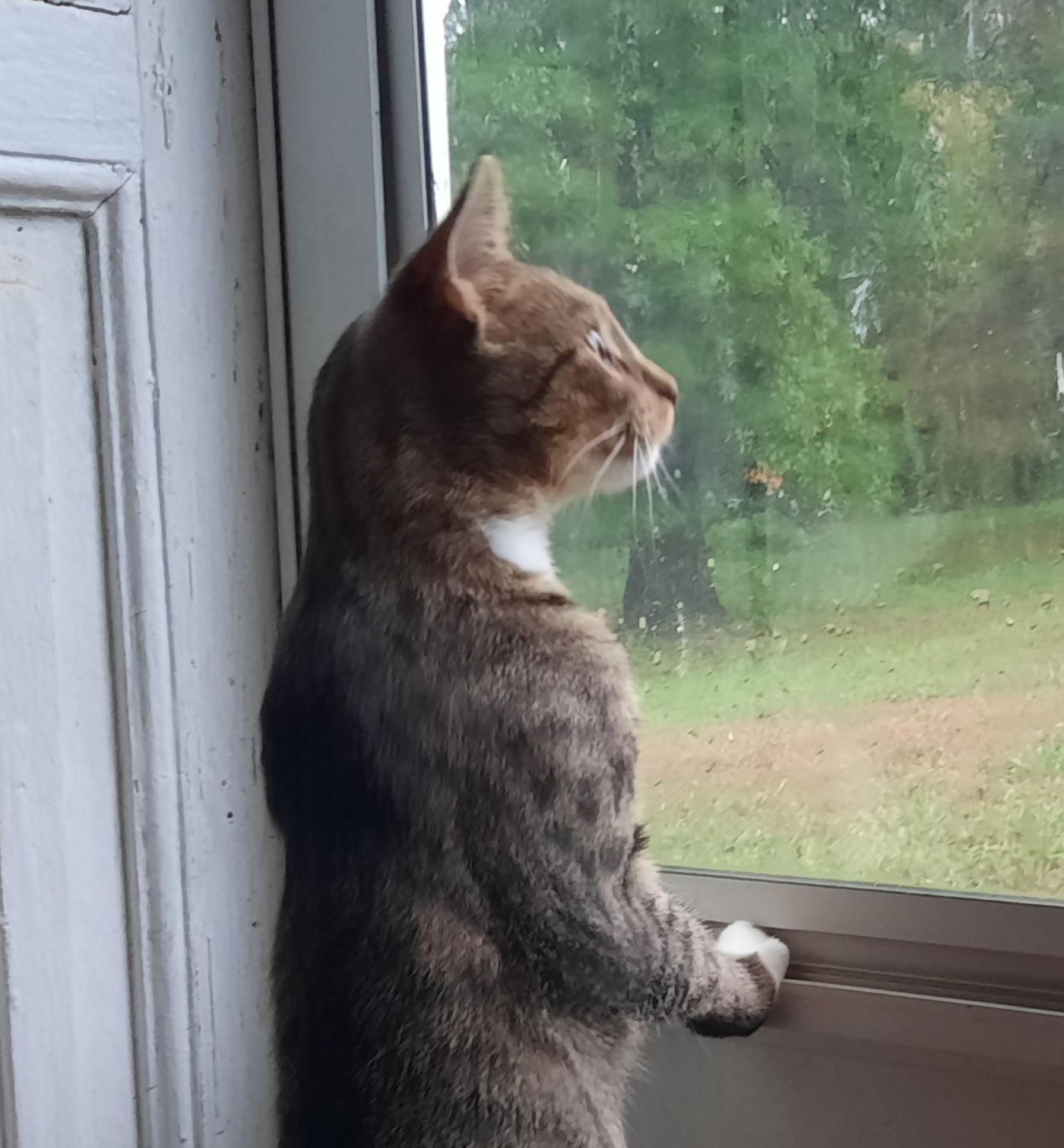 Lady Grey, a Adoptable Domestic Short Hair in Mcconnelsville, OH image 1/2