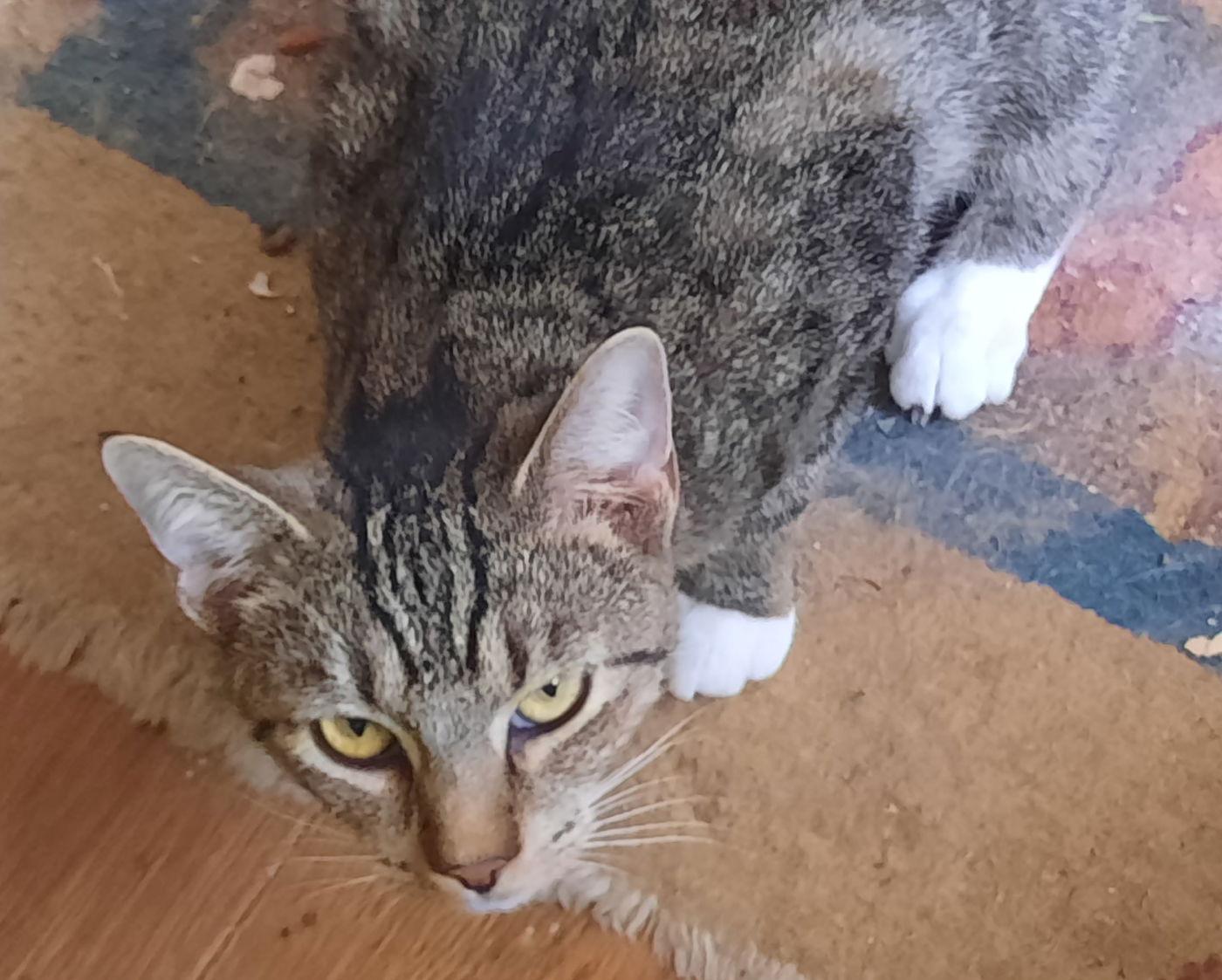 Lady Grey, a Adoptable Domestic Short Hair in Mcconnelsville, OH image 2/2