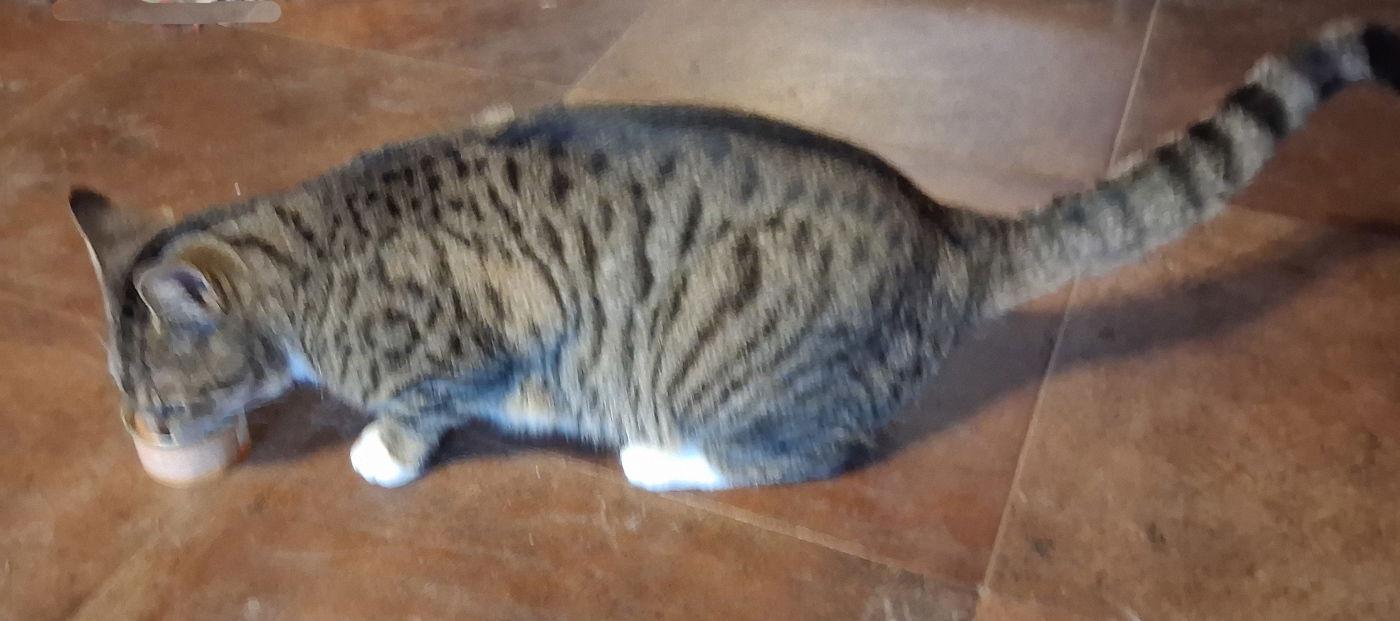 Enlarge Lady Grey, a Adoptable Domestic Short Hair in Mcconnelsville, OH image 3/3