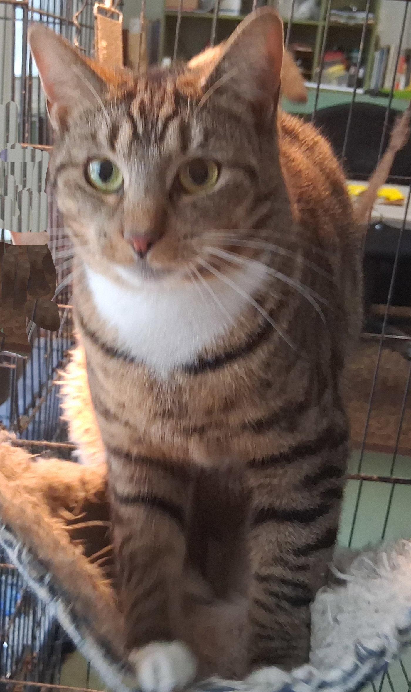 Libby, Adoptable, Young Female Domestic Short Hair.