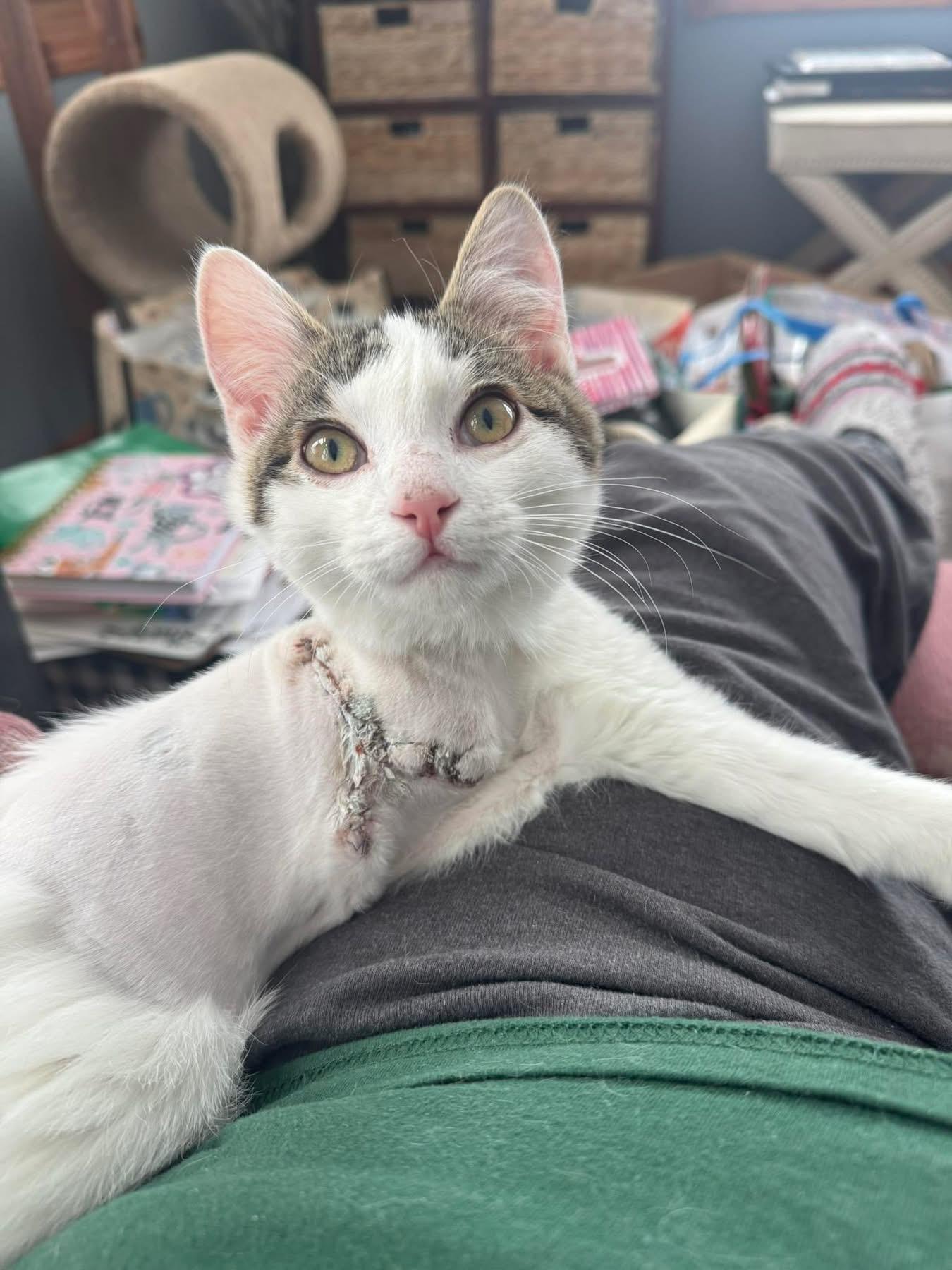 Pumpkin , a ADOPTABLE Domestic Short Hair in Ludington, MI image 5/5