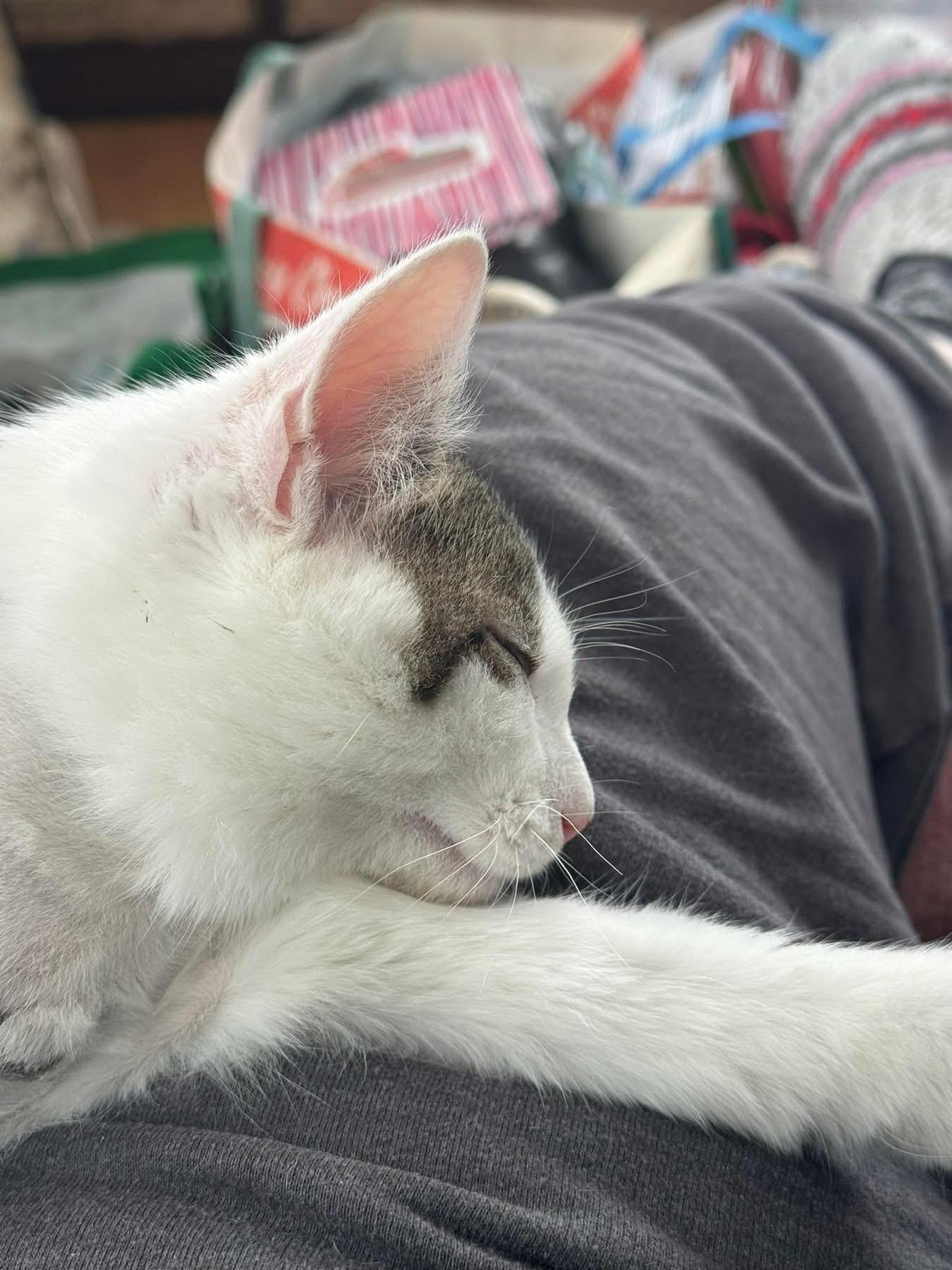 Pumpkin , a ADOPTABLE Domestic Short Hair in Ludington, MI image 2/5