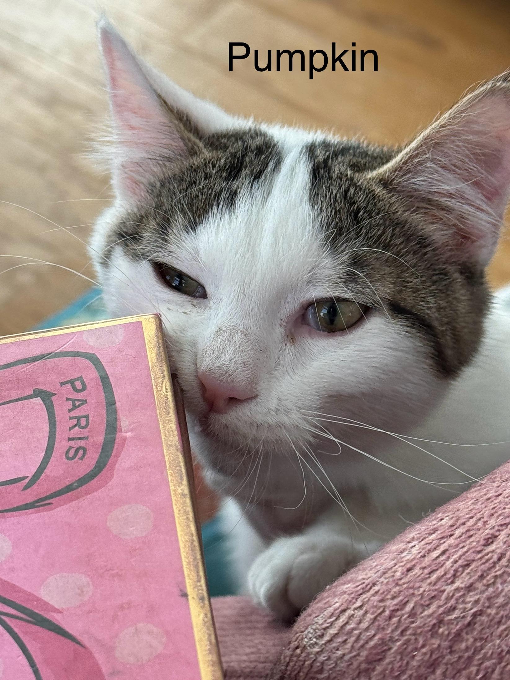 Pumpkin , a ADOPTABLE Domestic Short Hair in Ludington, MI image 1/5