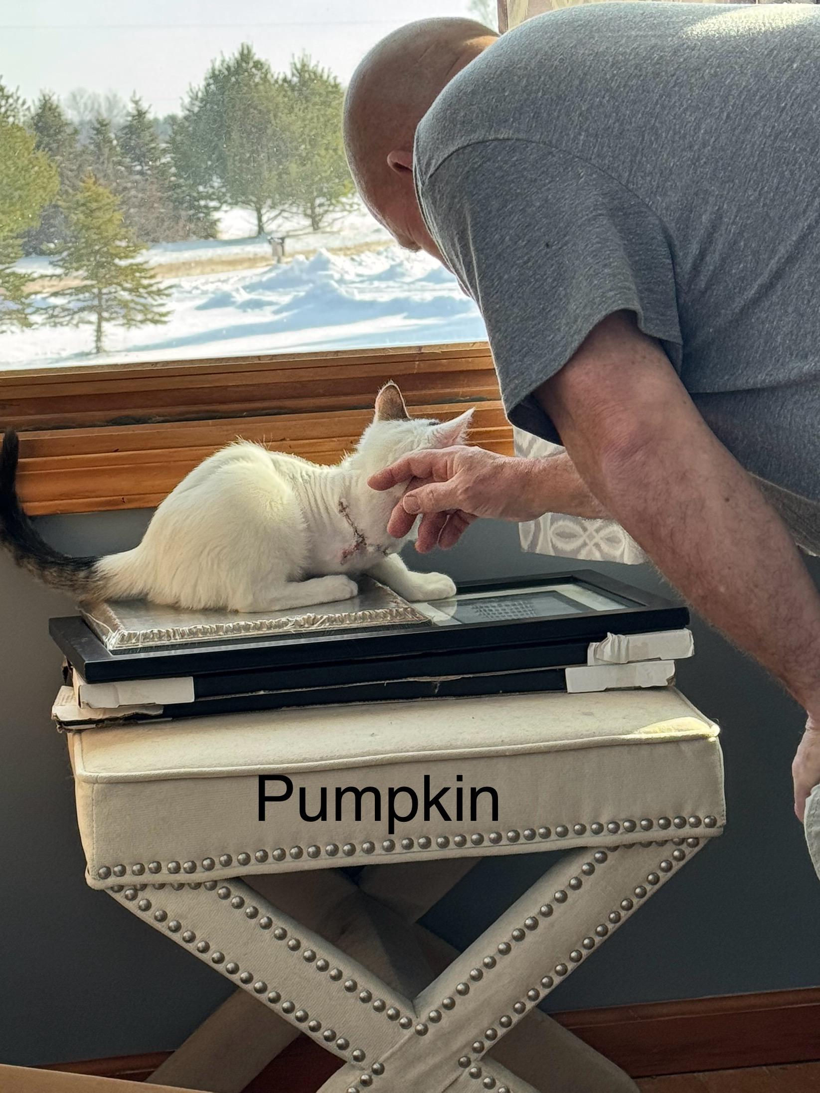 Pumpkin , a ADOPTABLE Domestic Short Hair in Ludington, MI image 3/5