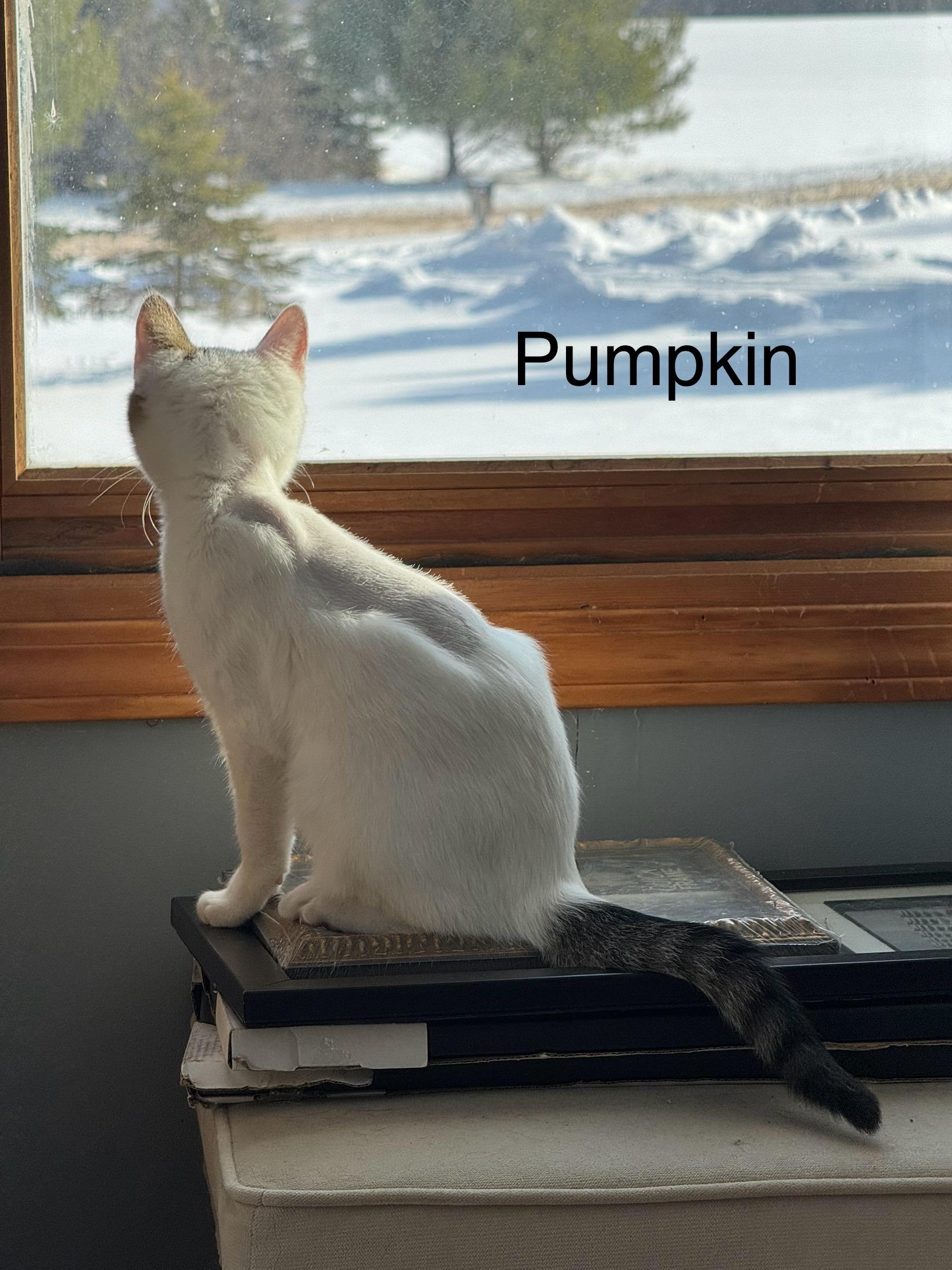 Pumpkin , a ADOPTABLE Domestic Short Hair in Ludington, MI image 4/5