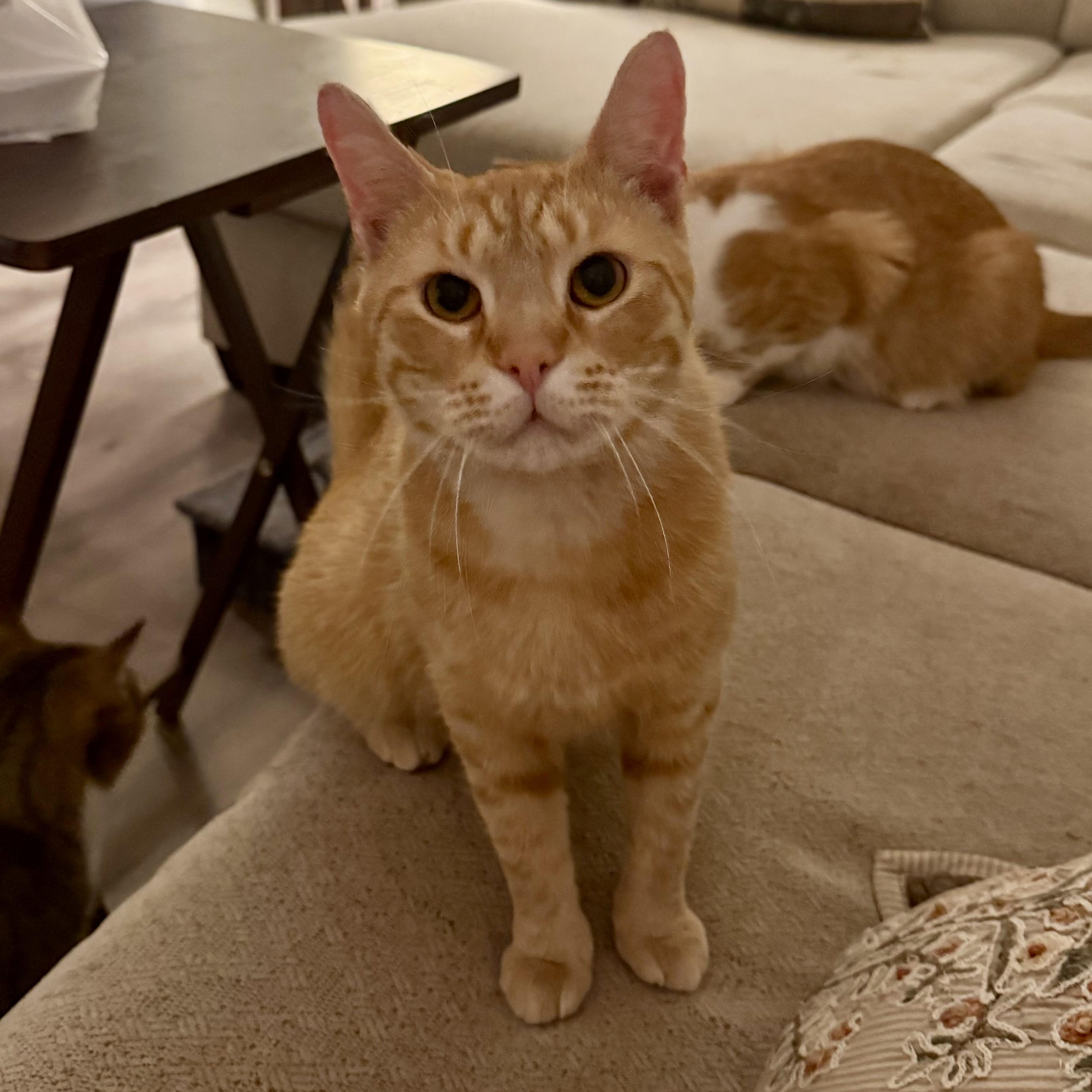Enlarge Red Beard (AKA RB), an adoptable Domestic Short Hair in Richmond, VA image 3/3