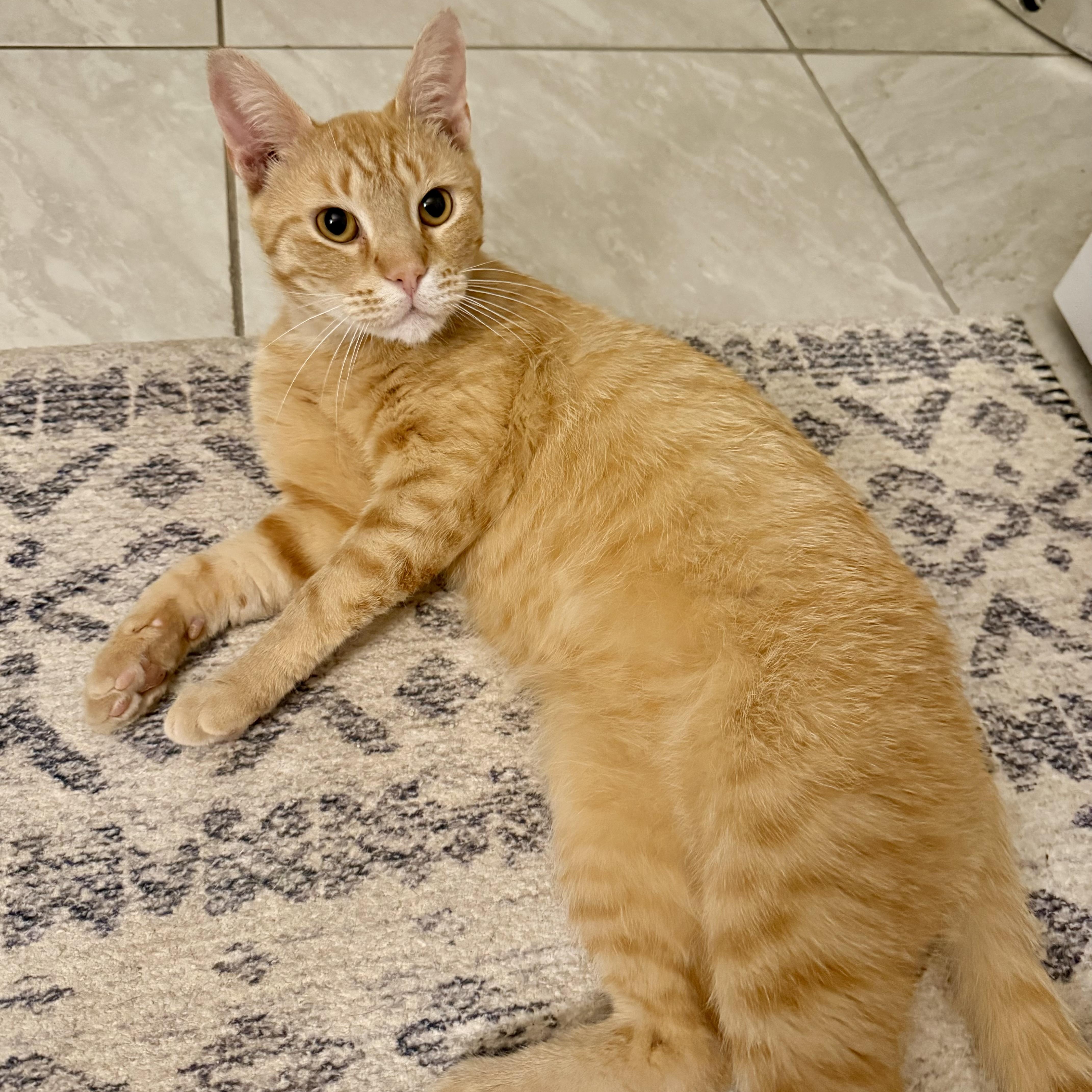 Red Beard (AKA RB), adoptable, Young Male Domestic Short Hair.