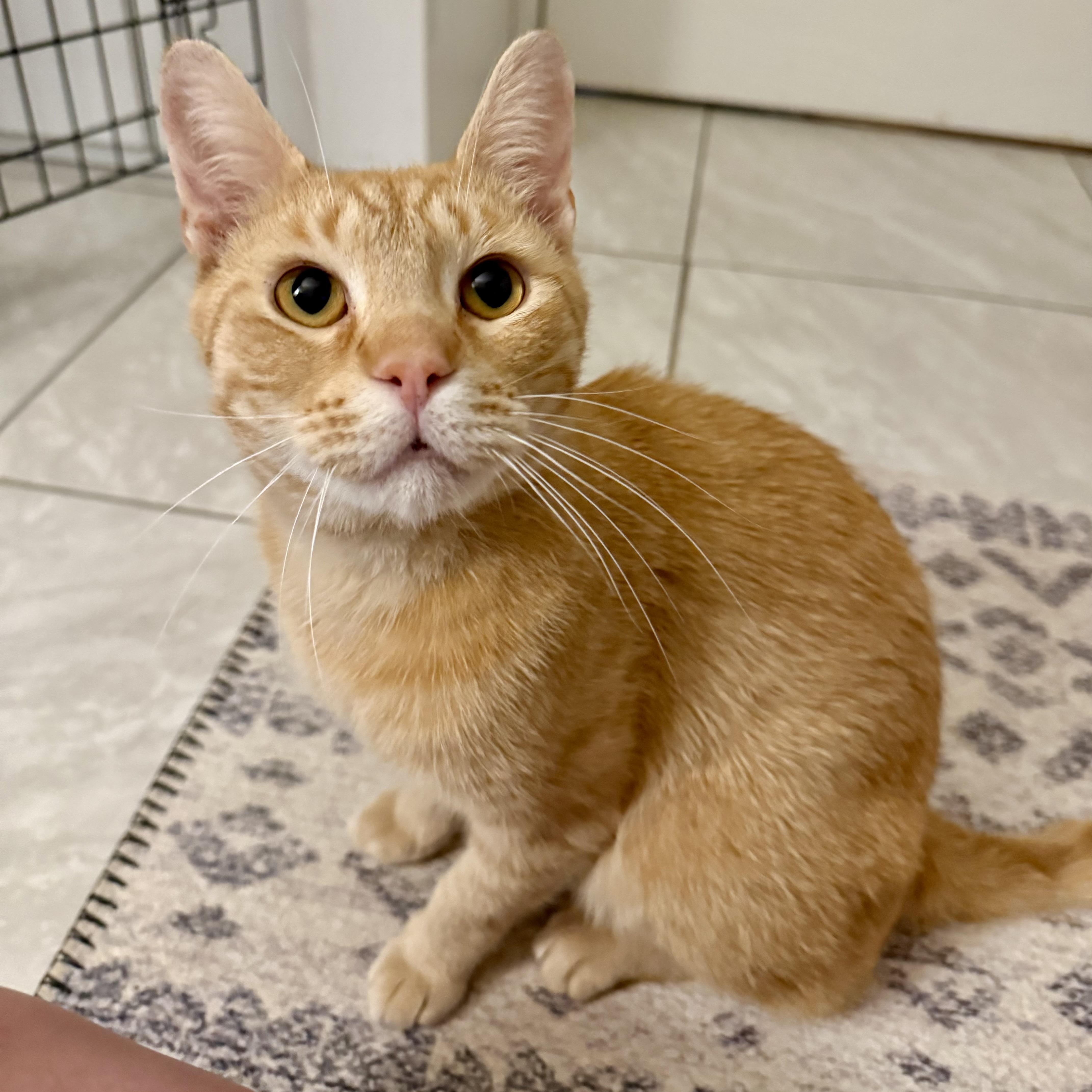 Enlarge Red Beard (AKA RB), an adoptable Domestic Short Hair in Richmond, VA image 2/3