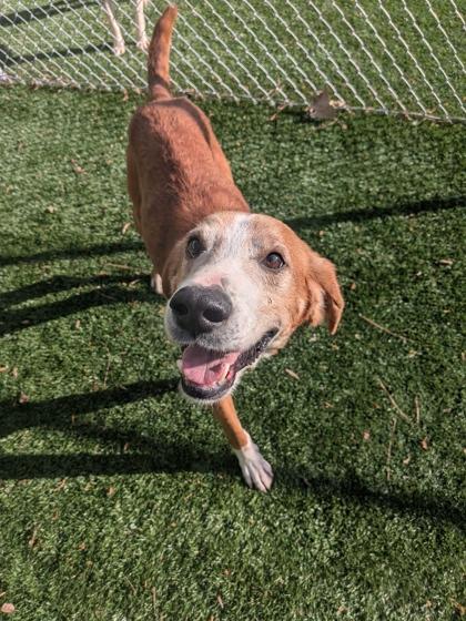Enlarge Gilligan, a Adoptable mixed breed in Louisburg, NC image 1/1