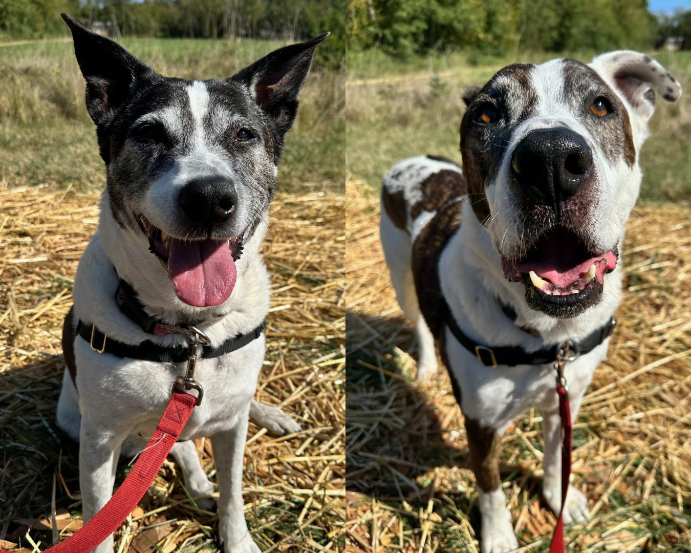 Casper and Iggy, an adoptable Mixed Breed in Bellingham, WA, 98226 | Photo Image 3