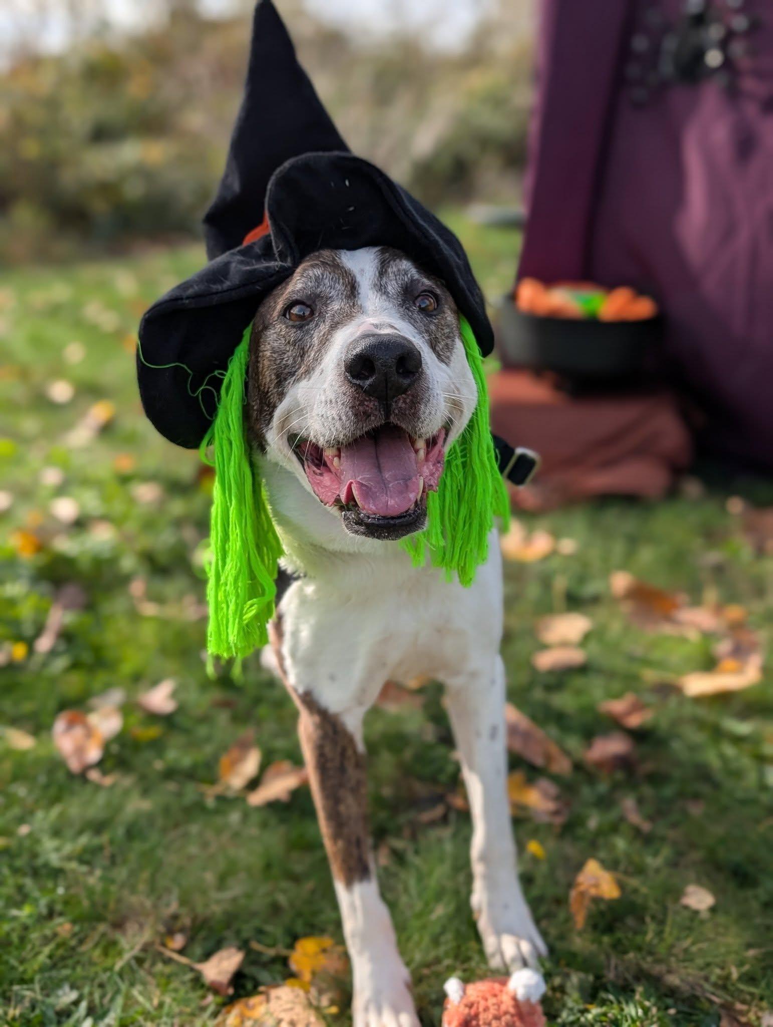 Casper and Iggy, an adoptable Mixed Breed in Bellingham, WA, 98226 | Photo Image 5