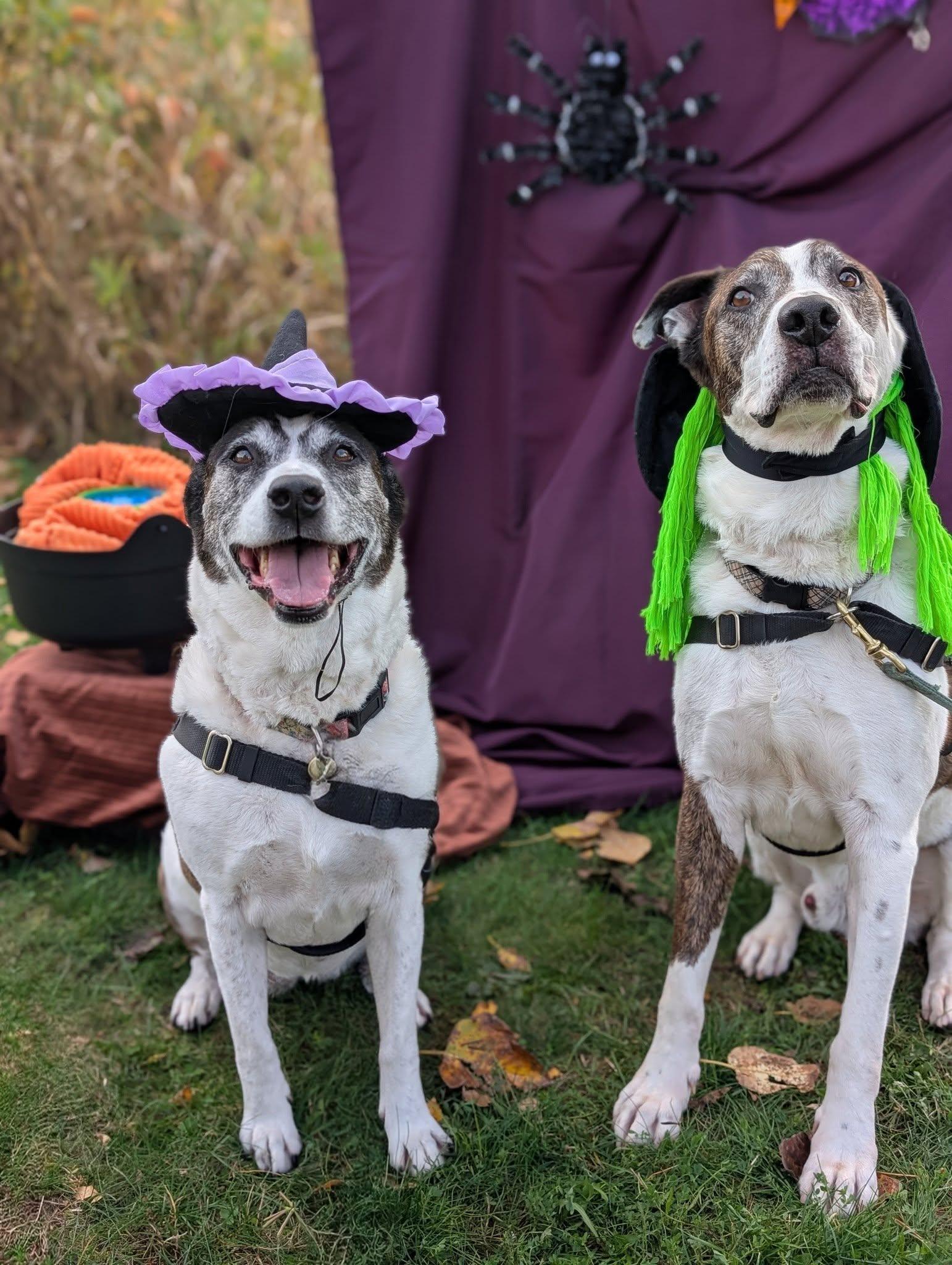 Casper and Iggy, an adoptable Mixed Breed in Bellingham, WA, 98226 | Photo Image 1