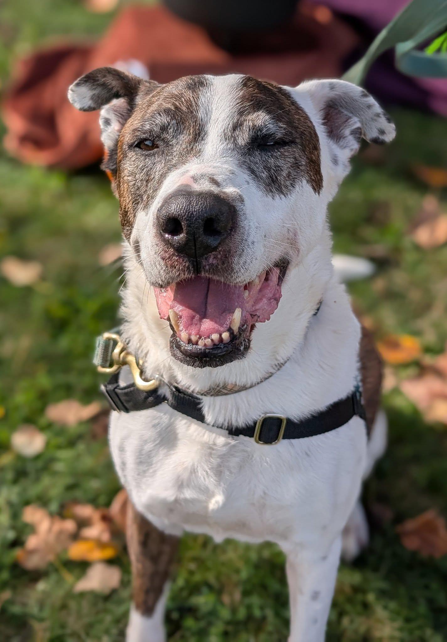 Casper and Iggy, an adoptable Mixed Breed in Bellingham, WA, 98226 | Photo Image 6
