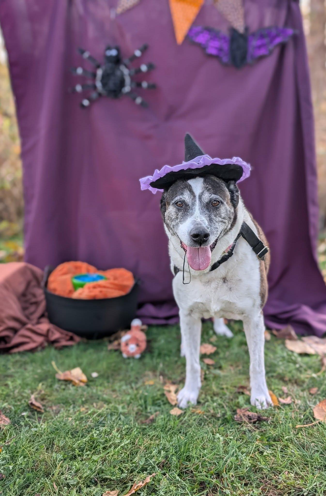 Casper and Iggy, an adoptable Mixed Breed in Bellingham, WA, 98226 | Photo Image 4