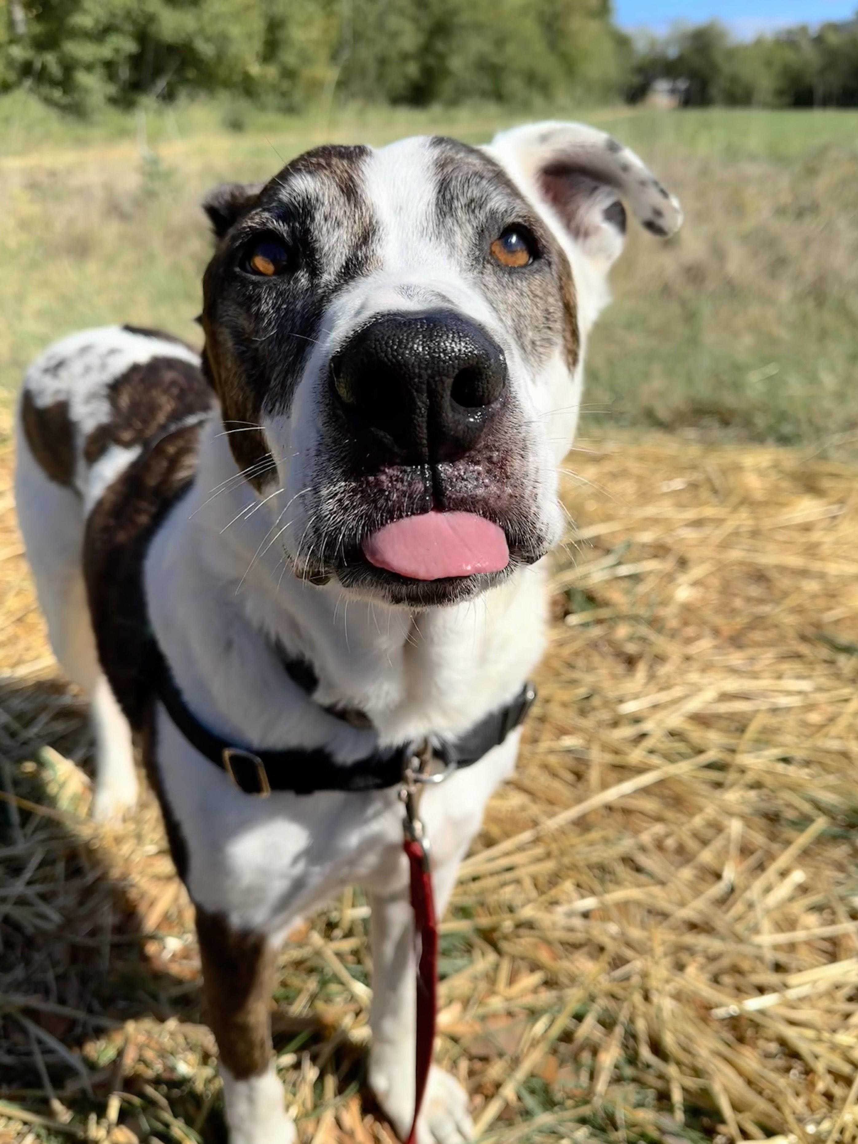 Casper and Iggy, an adoptable Mixed Breed in Bellingham, WA, 98226 | Photo Image 6