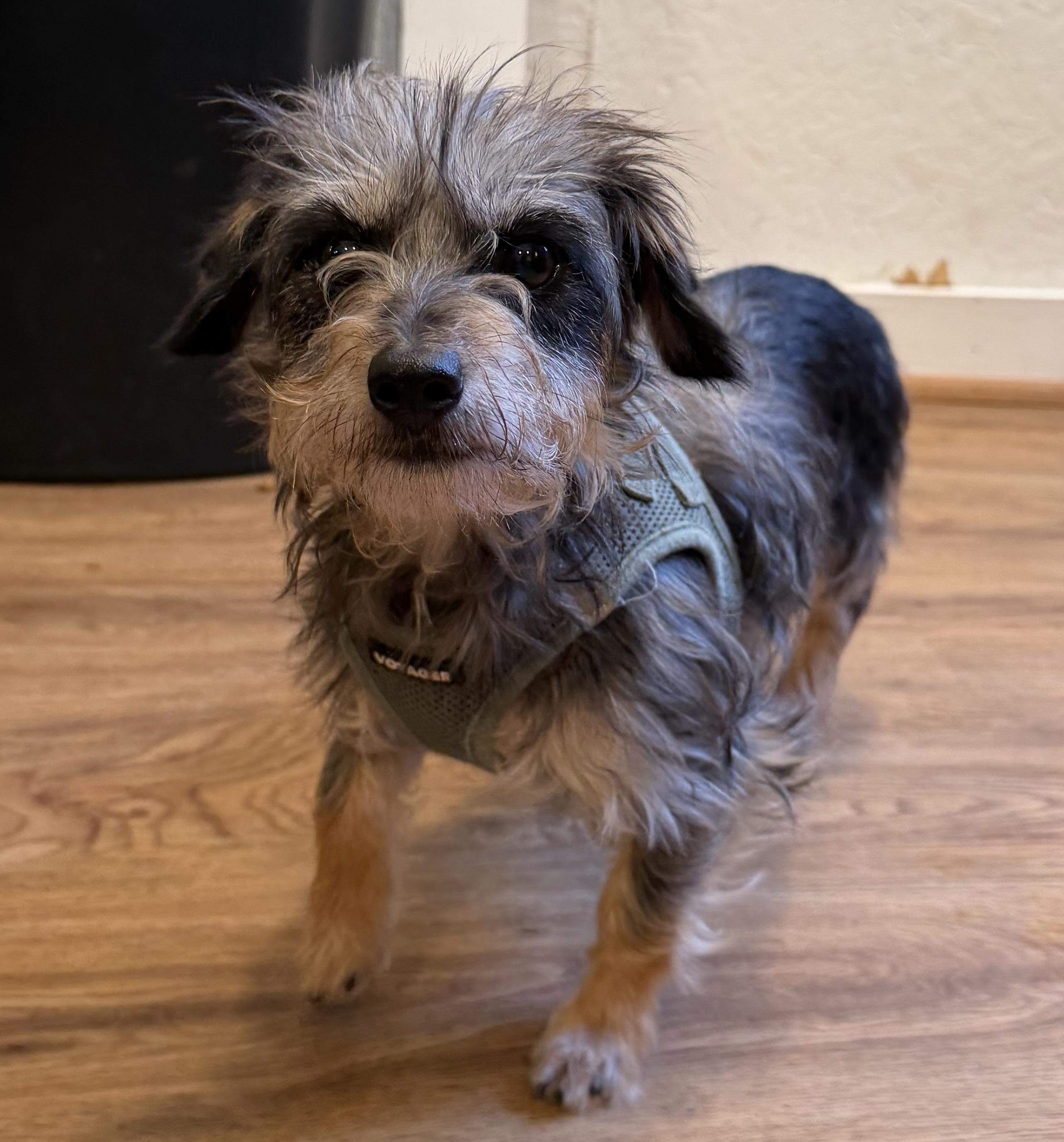 Enlarge Suzy, a Adoptable mixed breed in Kings Mountain, NC image 2/4