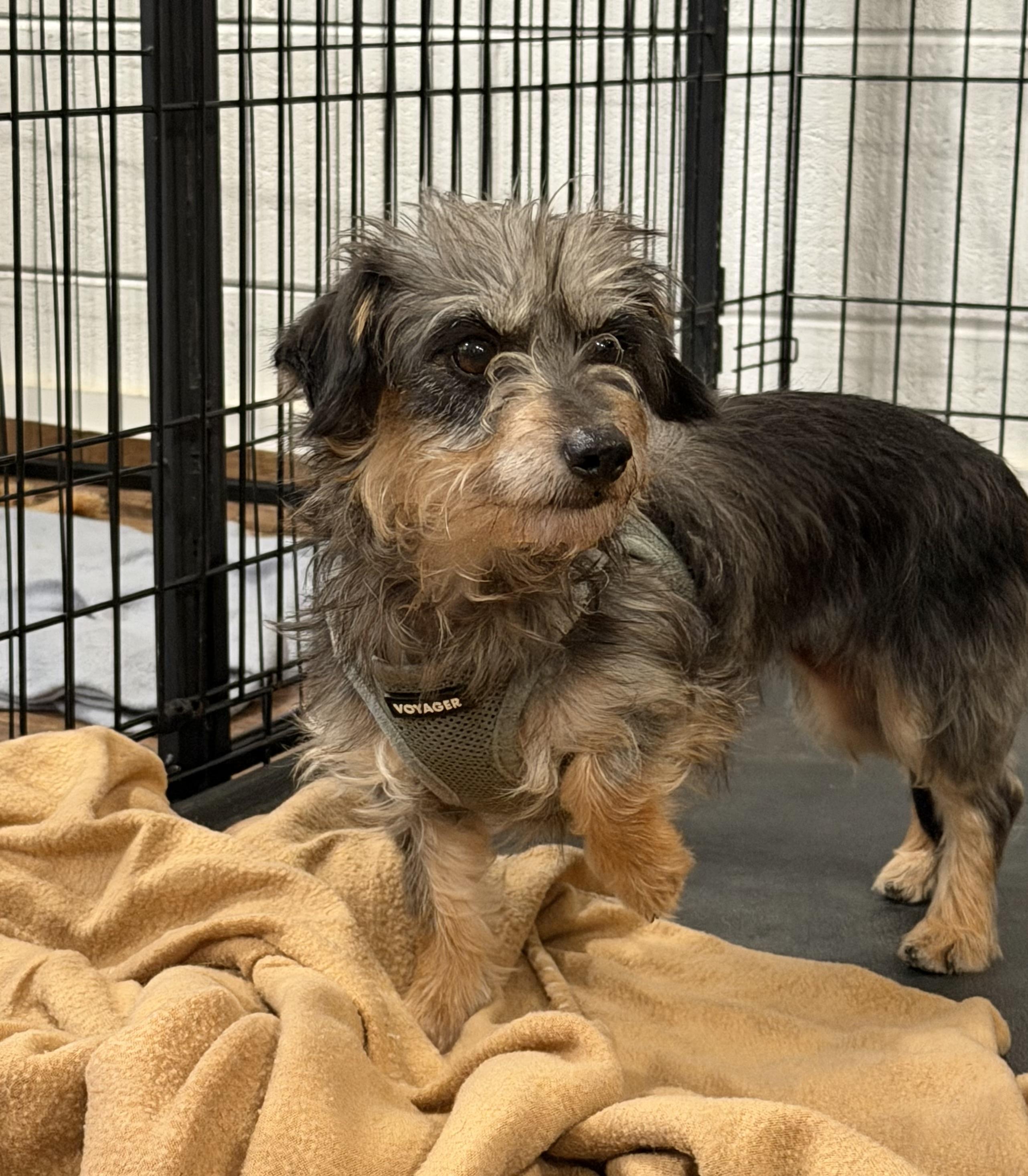 Enlarge Suzy, a Adoptable mixed breed in Kings Mountain, NC image 4/4