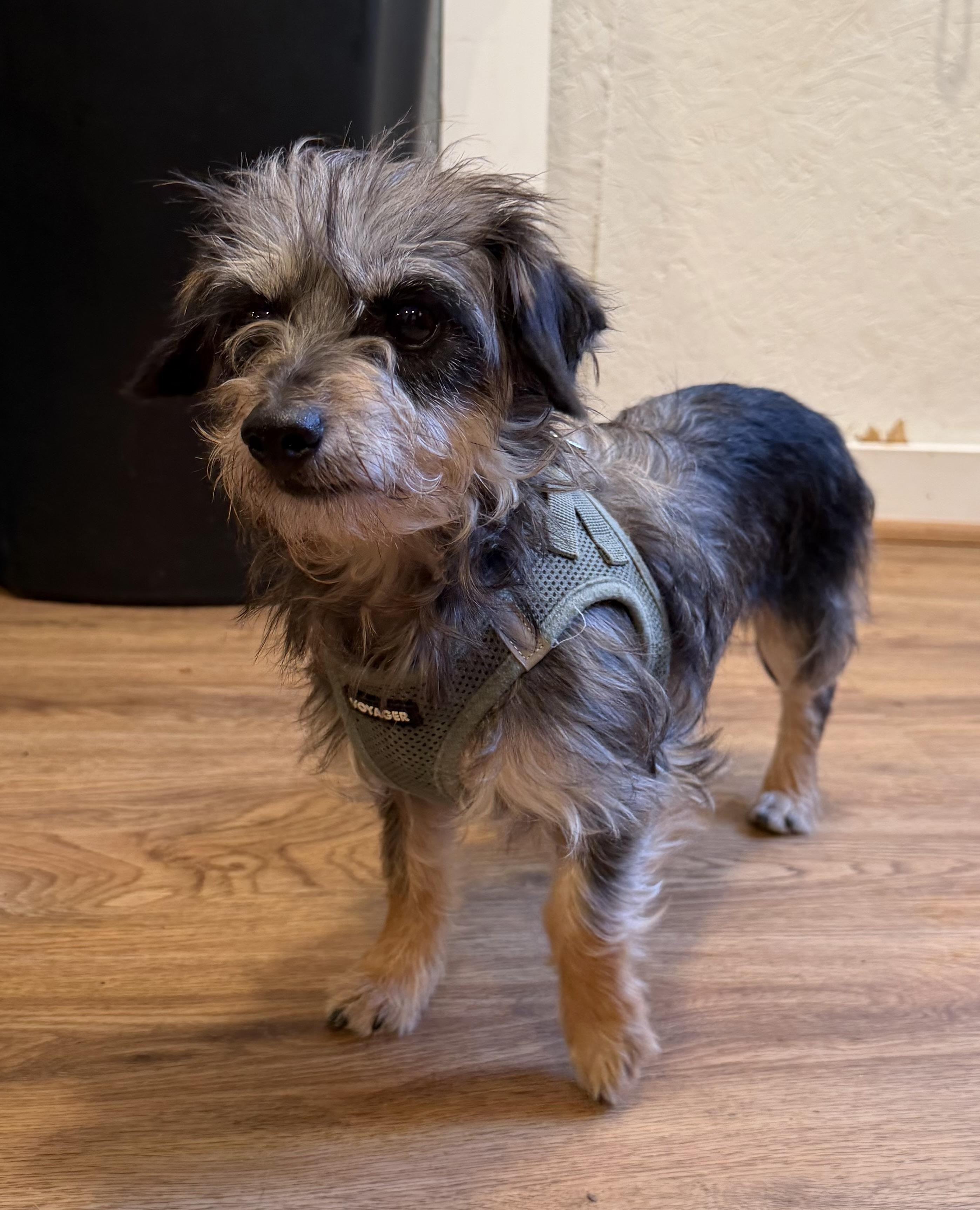 Enlarge Suzy, a Adoptable mixed breed in Kings Mountain, NC image 3/4